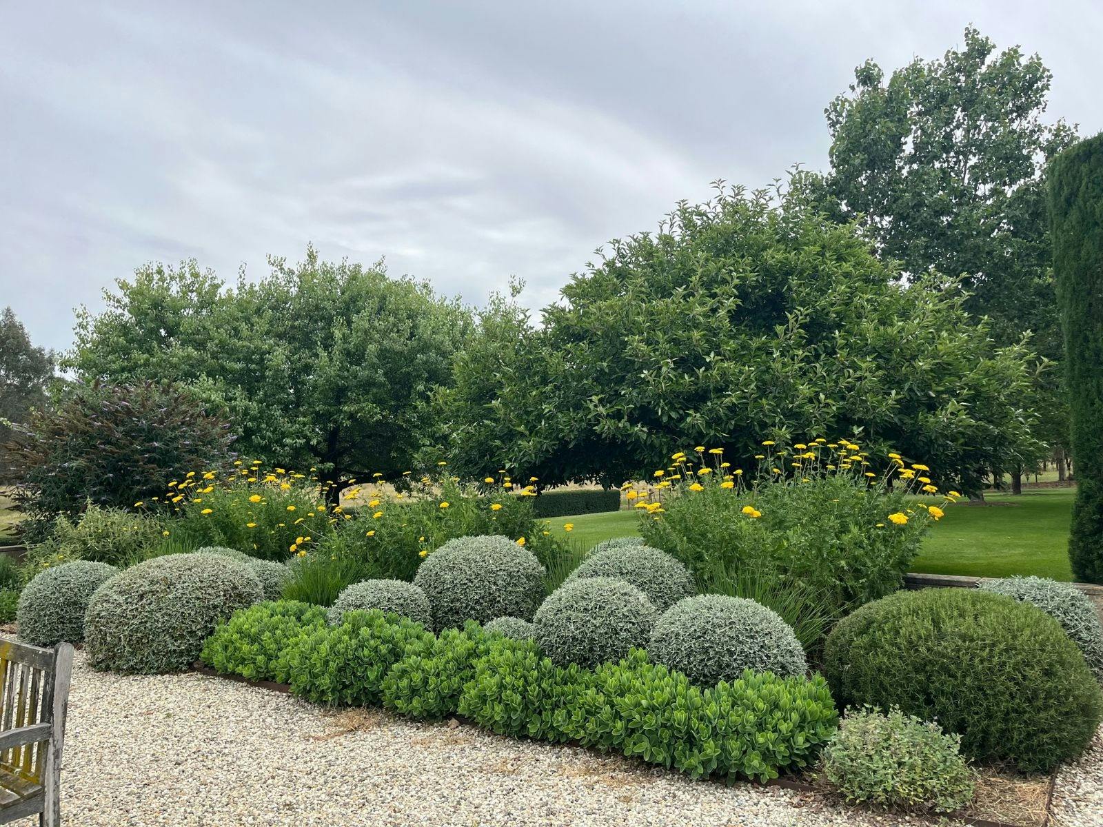 hedged balls with yellow flowers
