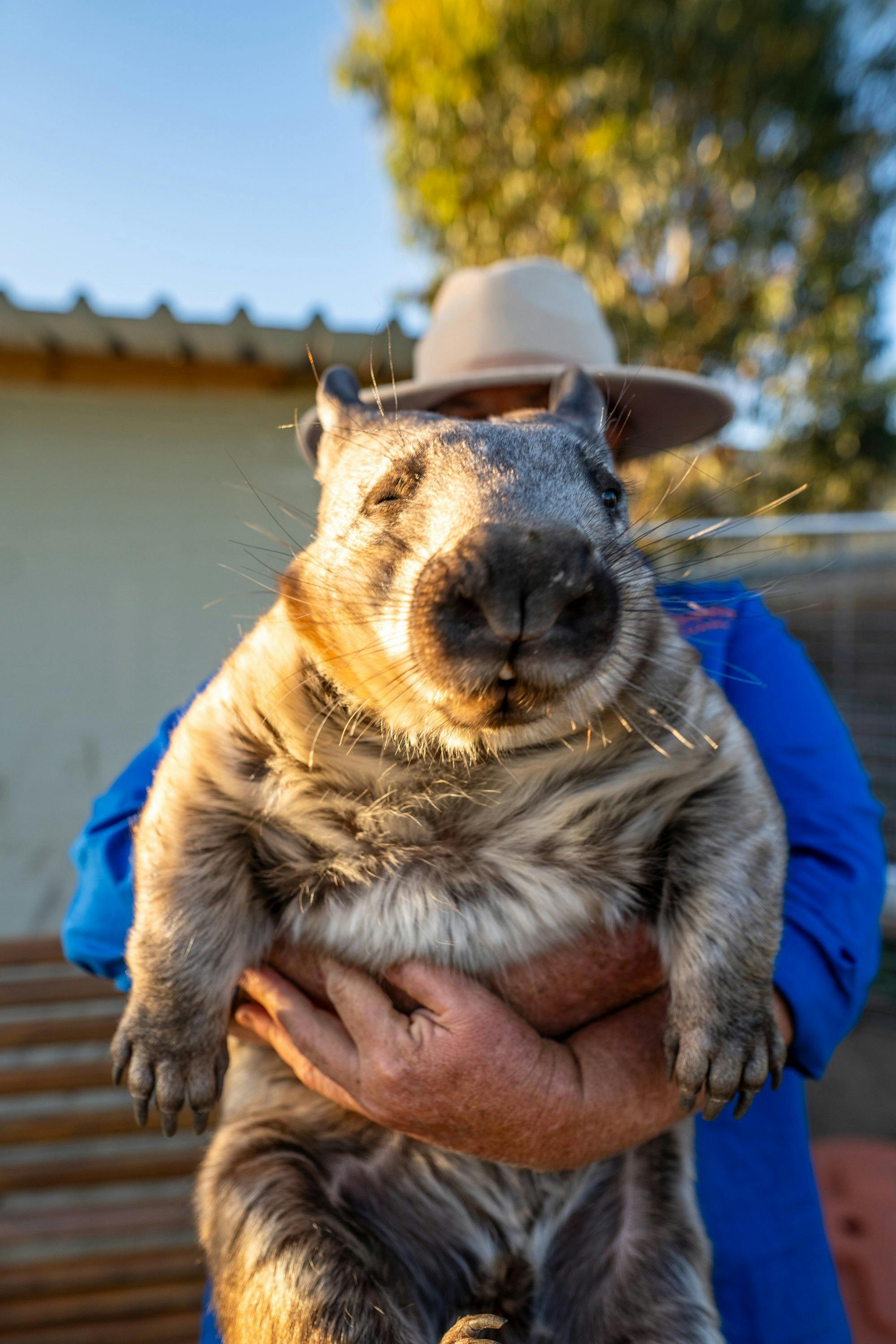 Wombat Kangaroo Sunset Supper Safari - Port Lincoln