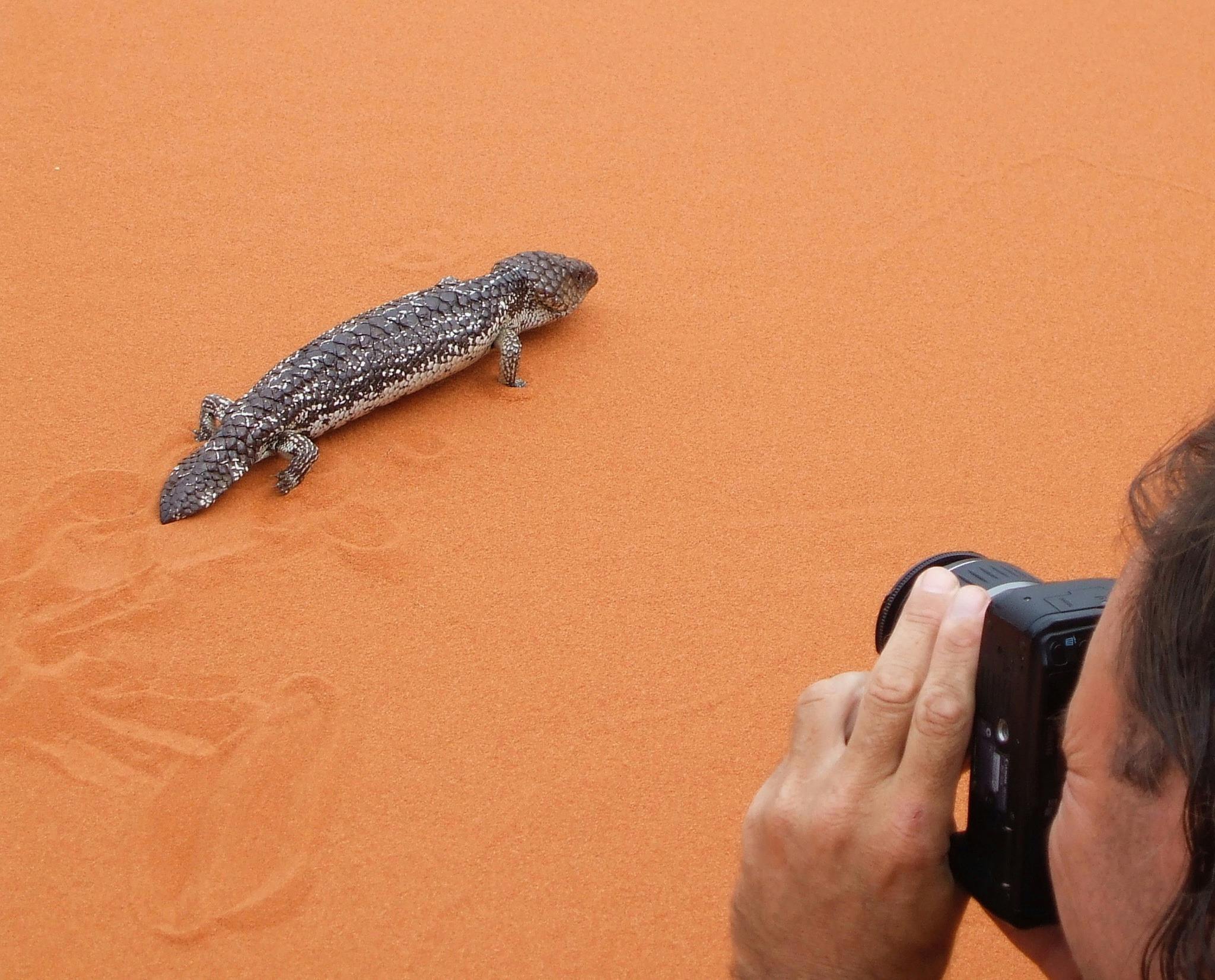 Bobtail Lizard (Shingleback) - François Peron National Park 4WD Tour