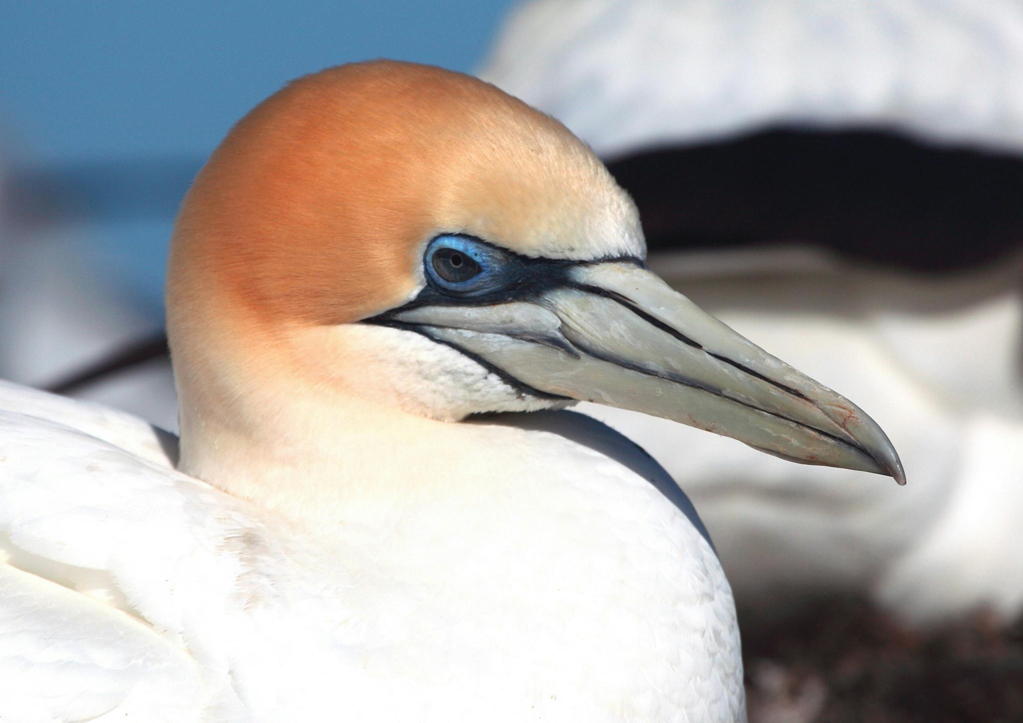 Australasian diving gannet