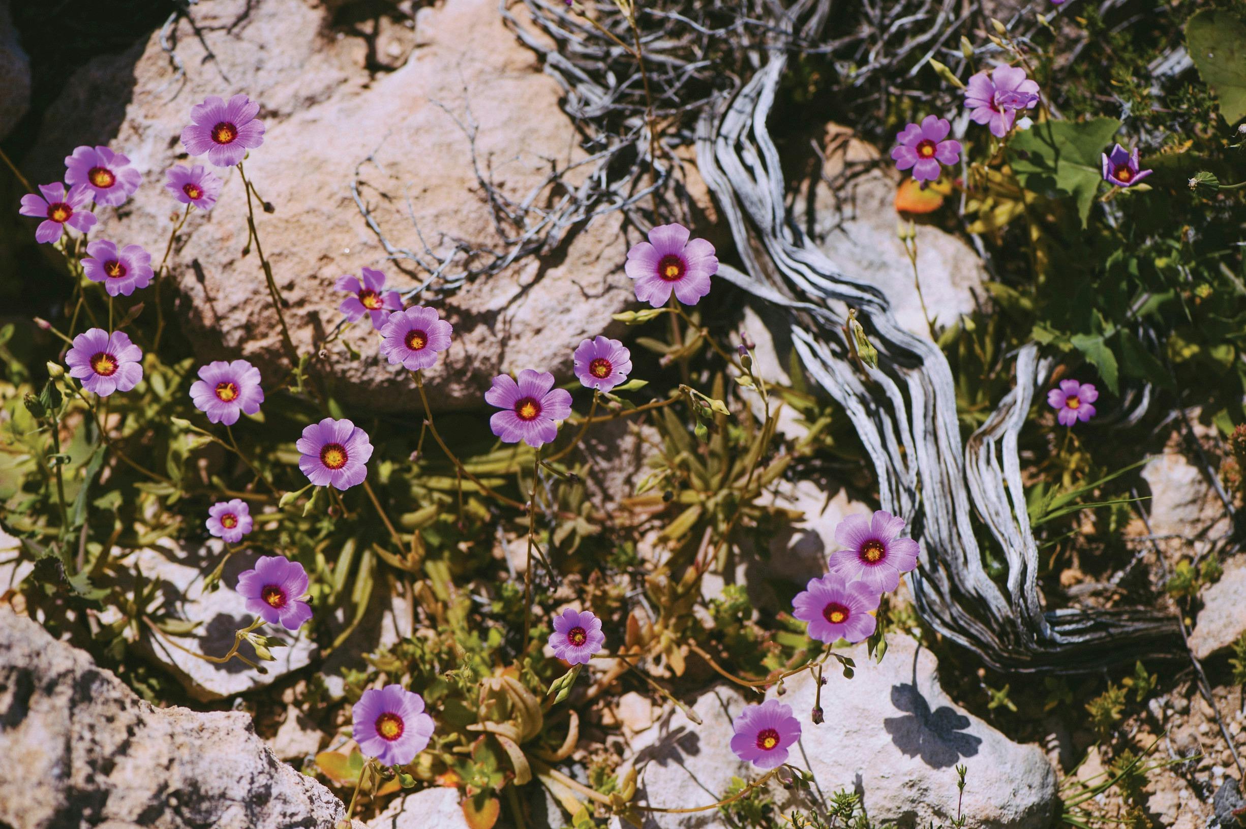 Northern Explorer Wildflower Trail, Denham , Western Australia
