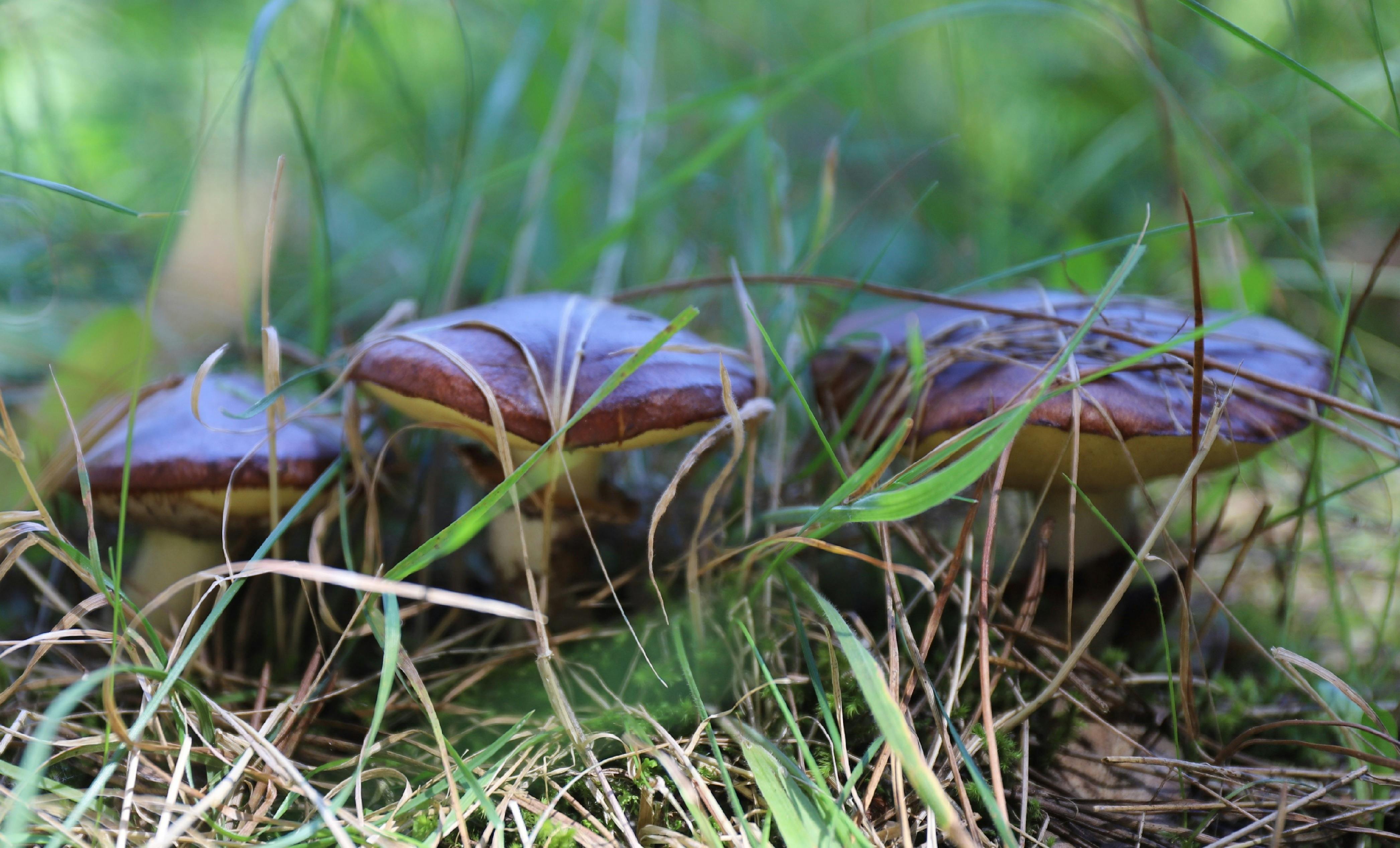 Wild Mushroom Hunt - Hampton State Forest