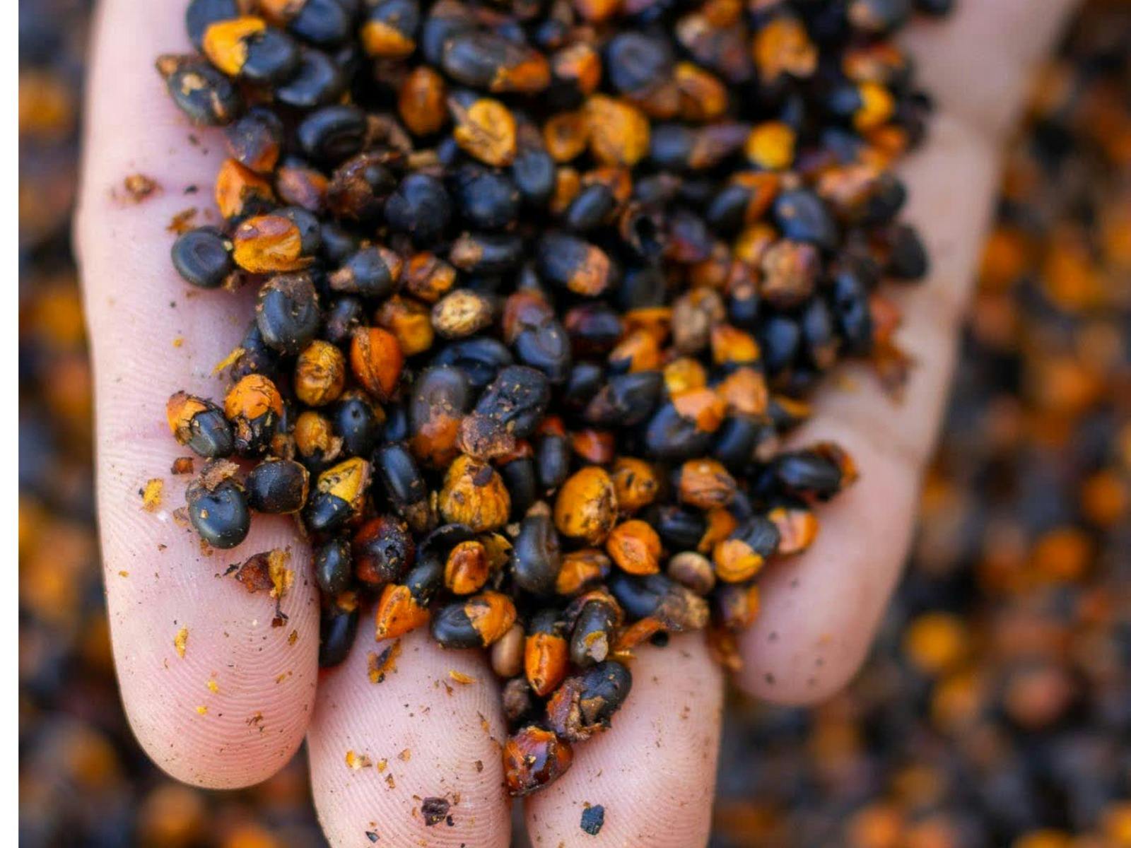 a hand holding wattleseed a part of the native experience