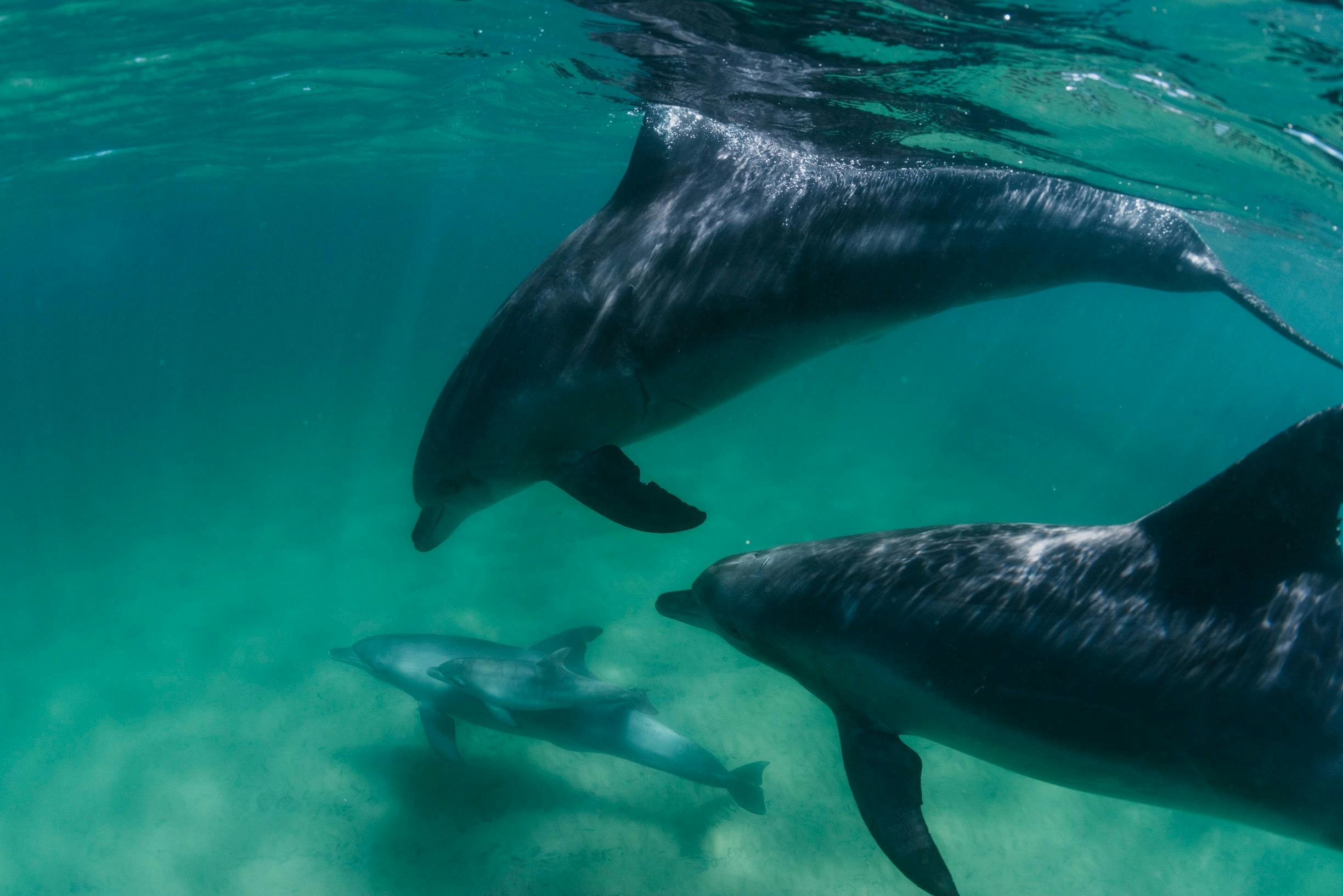 Swimming with dolphins at the Dolphin Discovery Centre