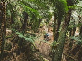 Blue Derby Mountain Bike Trails. The incredible rainforests we ride through.