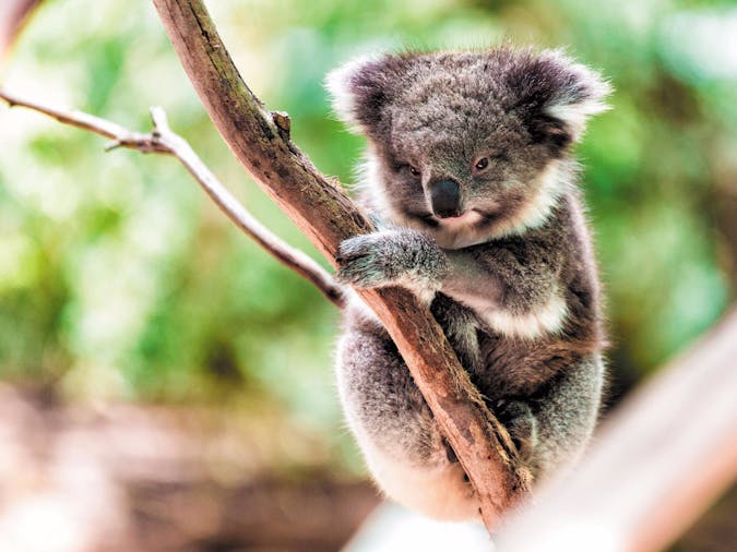 Southern Ocean Wildlife Adventure