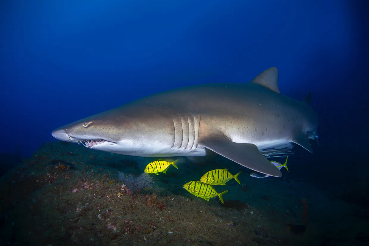 Scuba Diving Charters