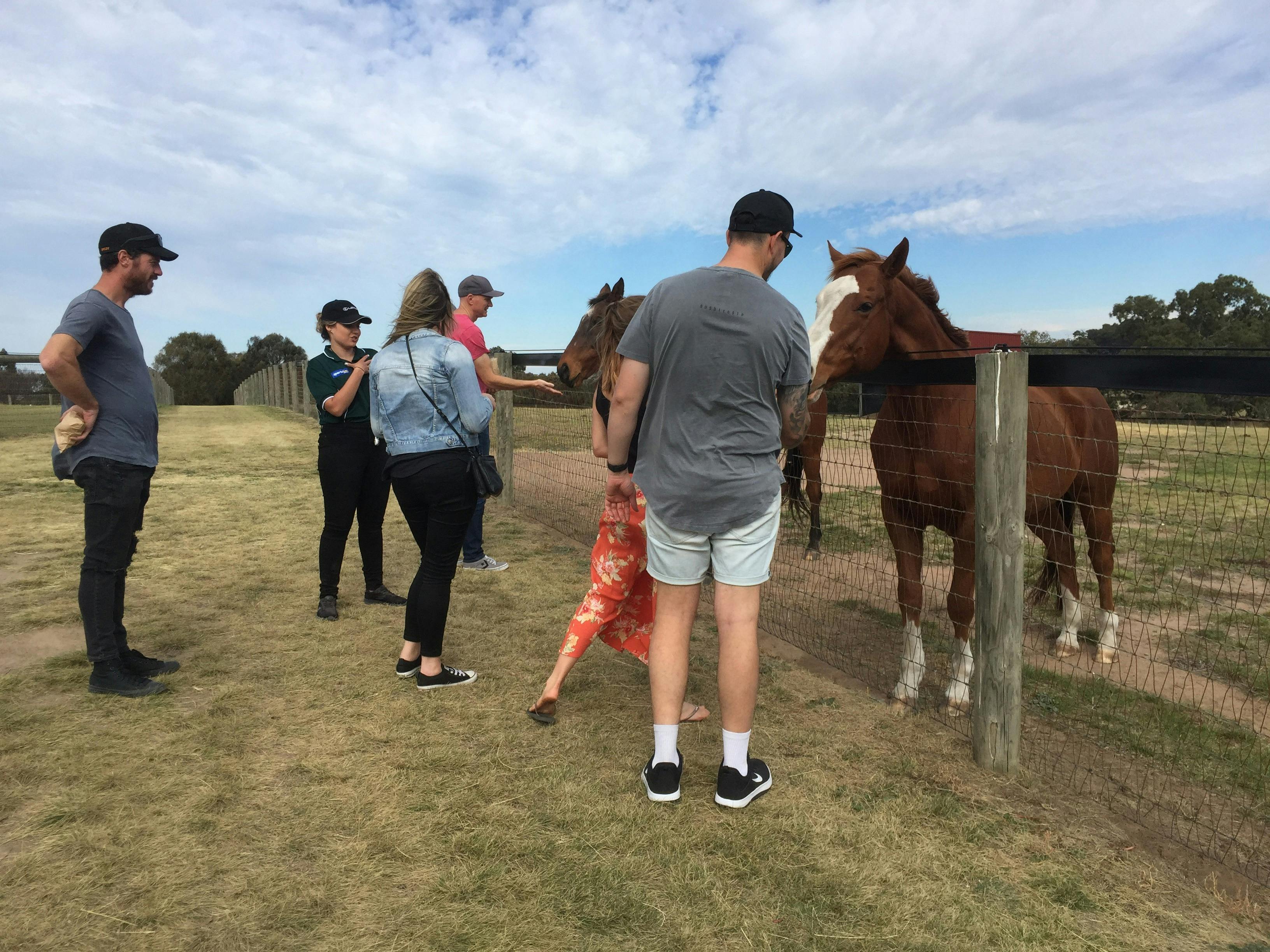 People patting and feeding racehorses