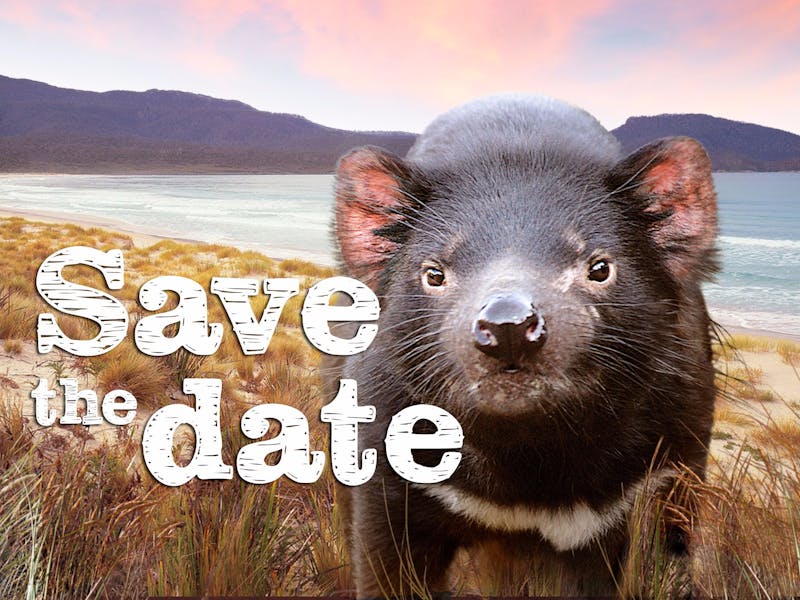 tasmania dating