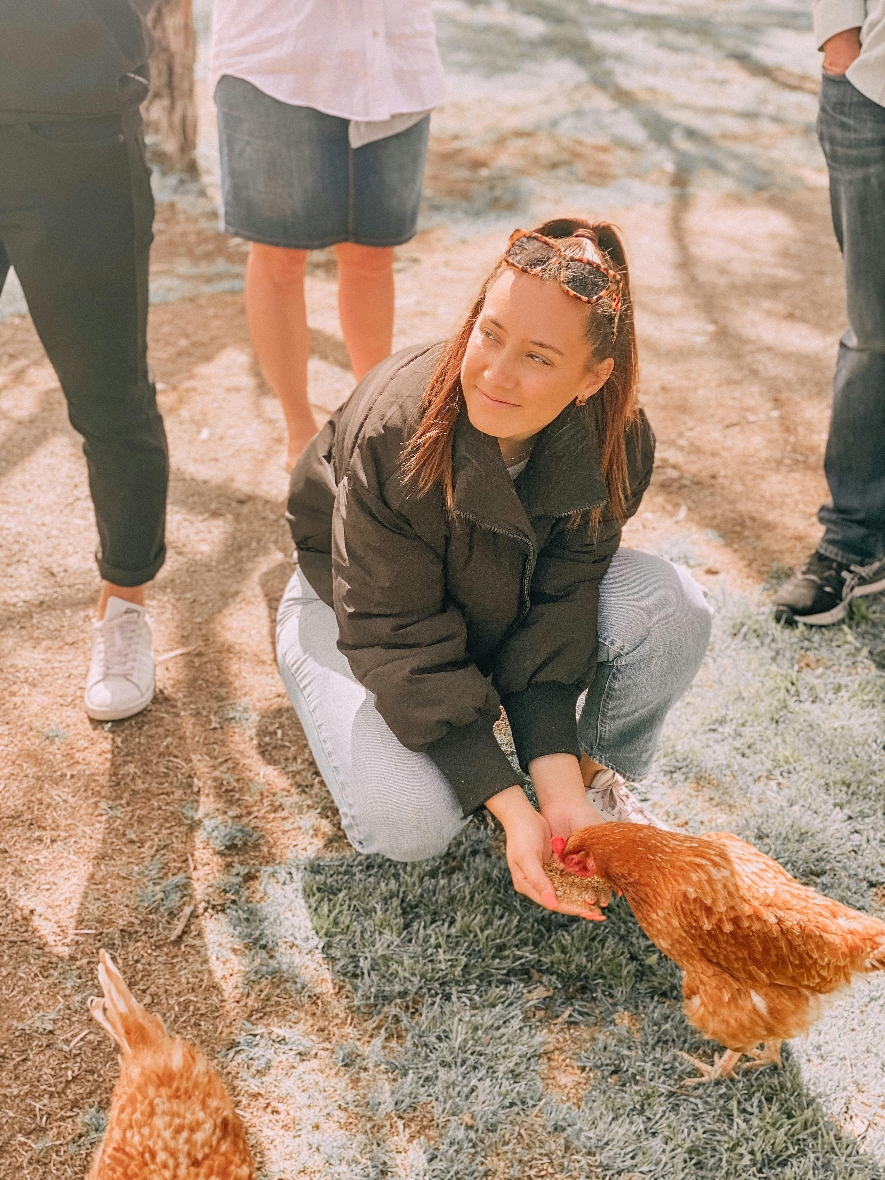 Chicken experience