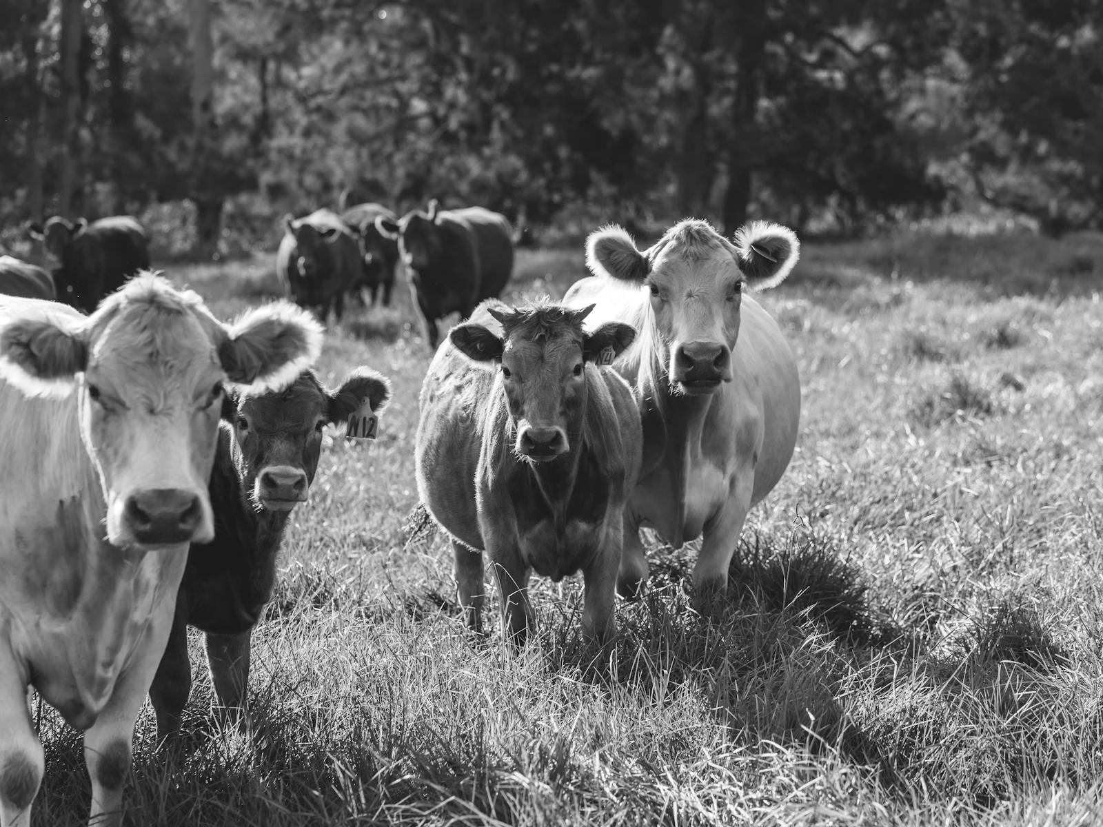 Meet some of the local residents