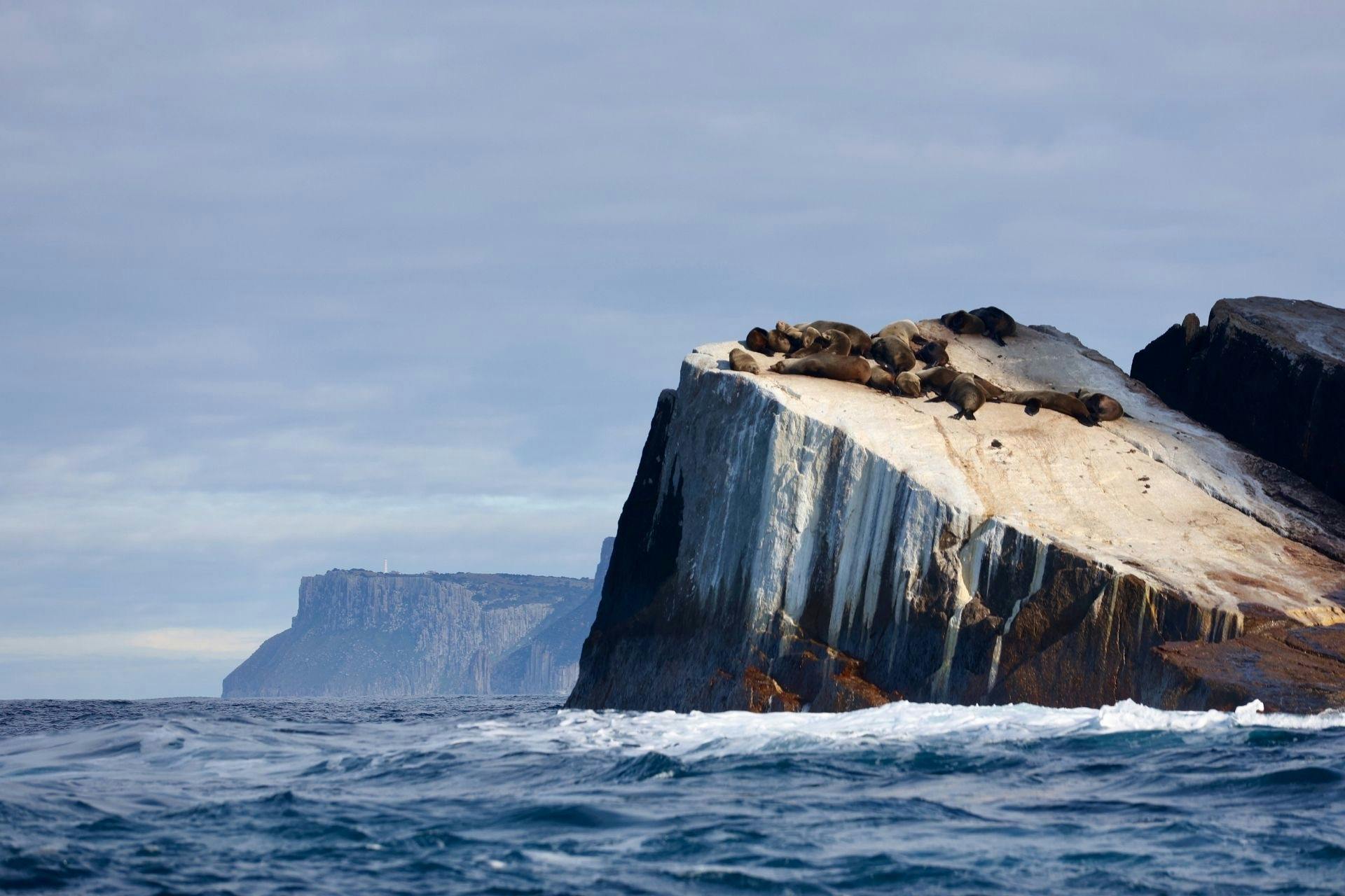 Seals hauling out at the Hippolyte Rock