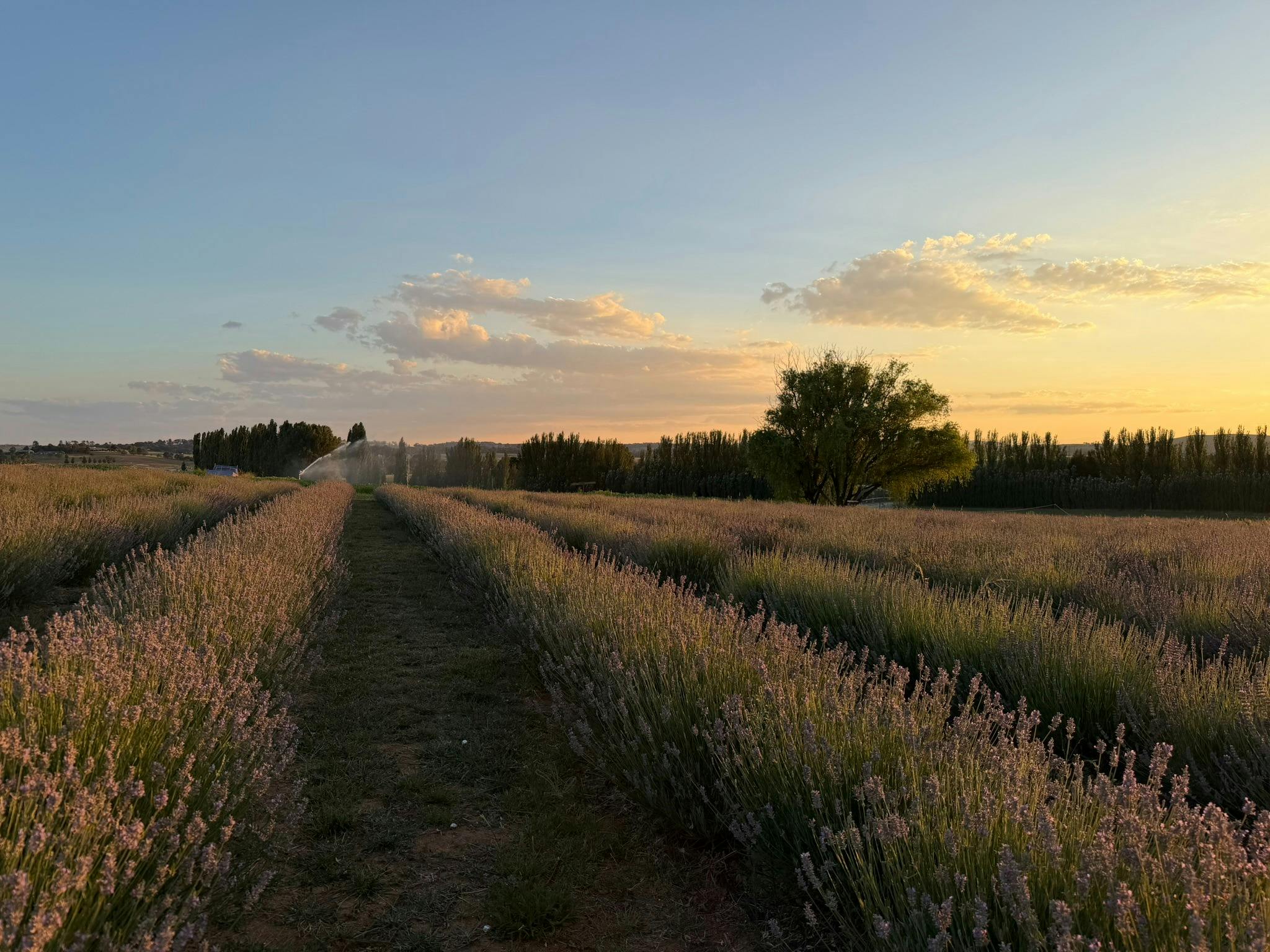 Willow tree with lavender