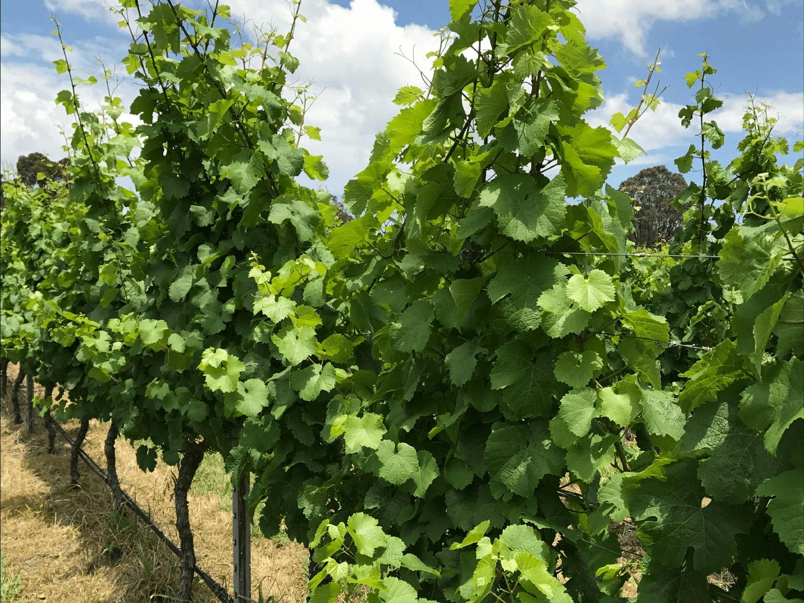 CGT Wine Tour - green vines