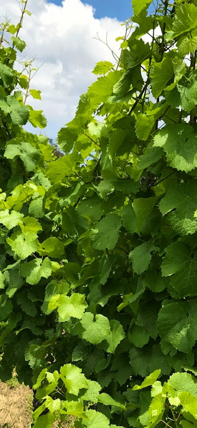 CGT Wine Tour - green vines