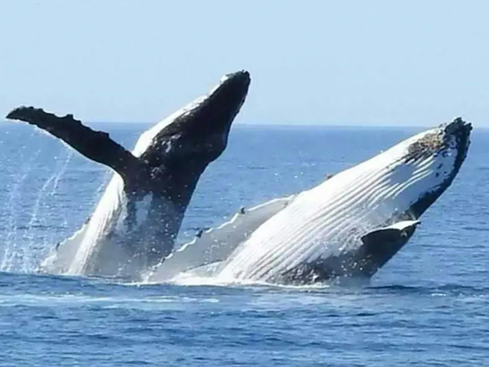 South West Odyssey Whale Watching Experience 8 Day Tour