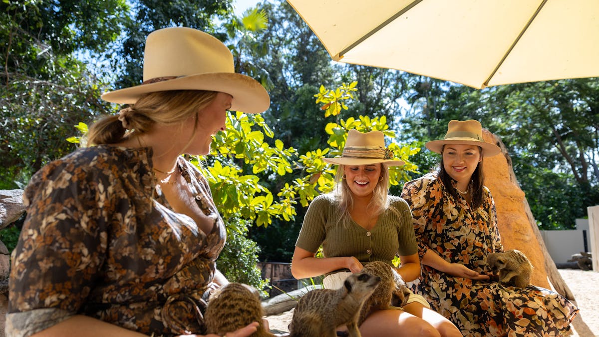 Three young women smiling as meerkats crawl all over them.