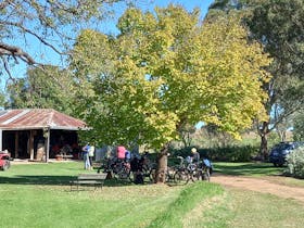 A group of cyclist in the shade of a large tree