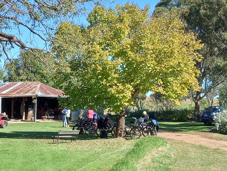 A group of cyclist in the shade of a large tree