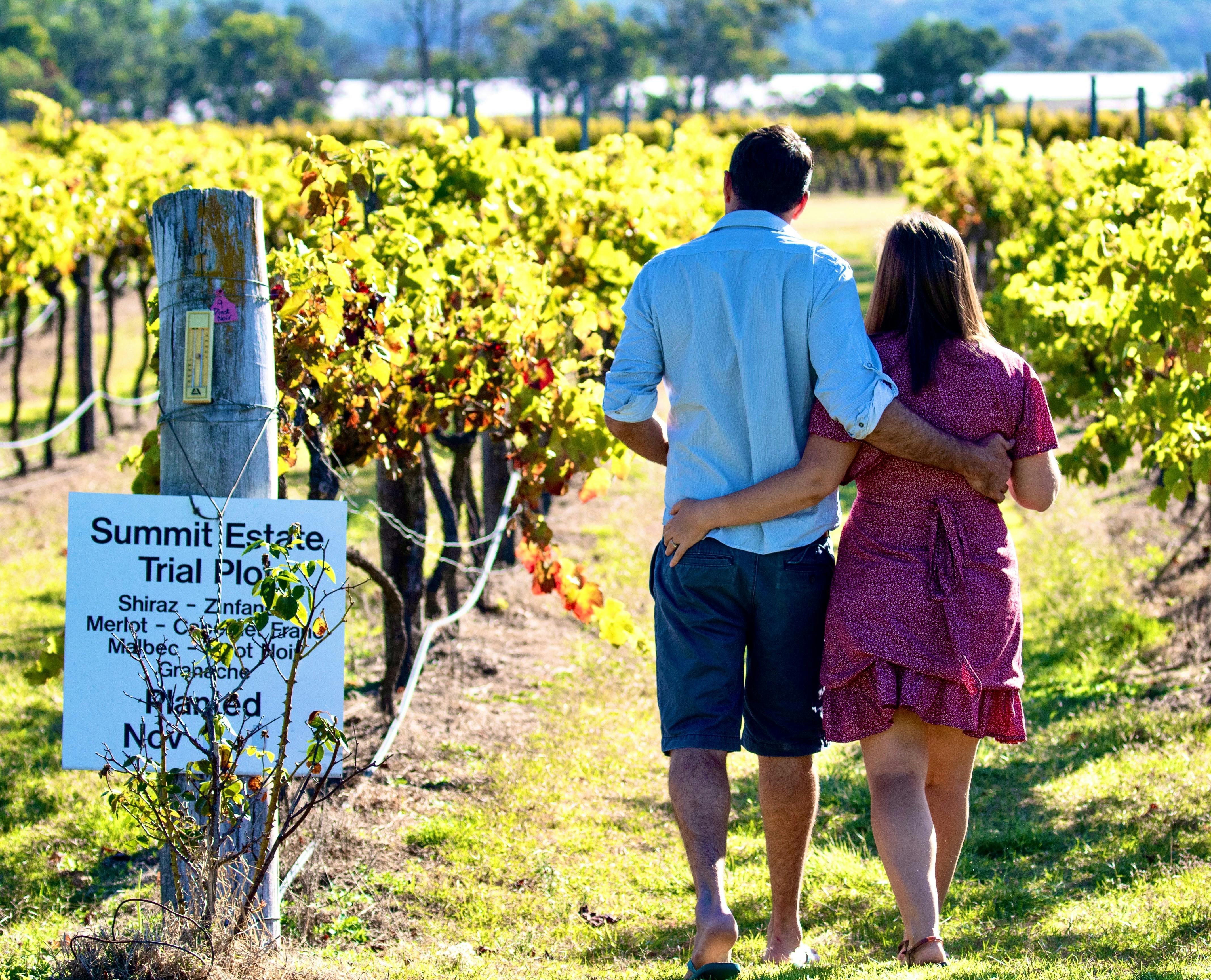 The Romance of Vine