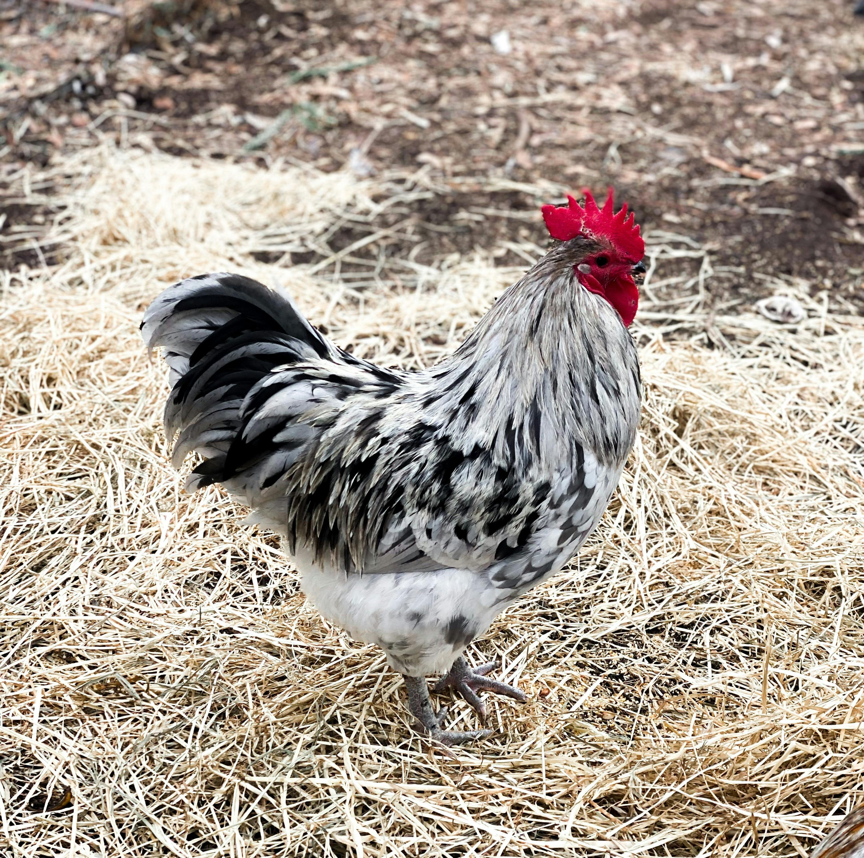 rooster farm animals experience myponga south australia things to do