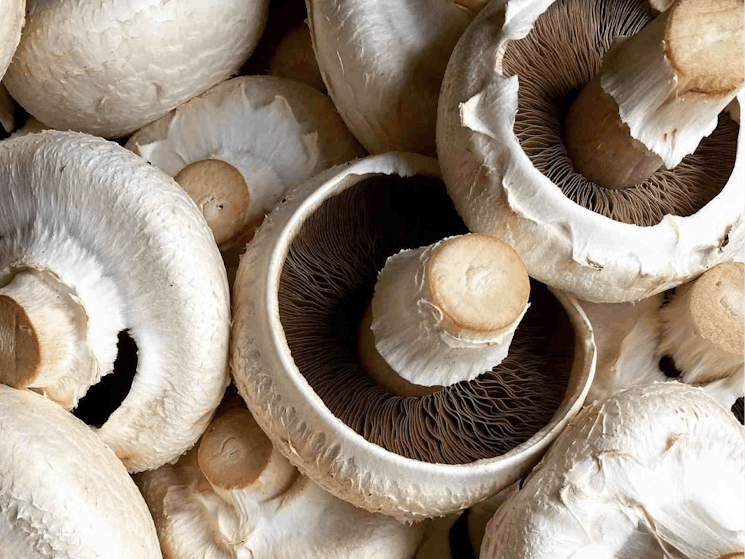 Margins Mushrooms