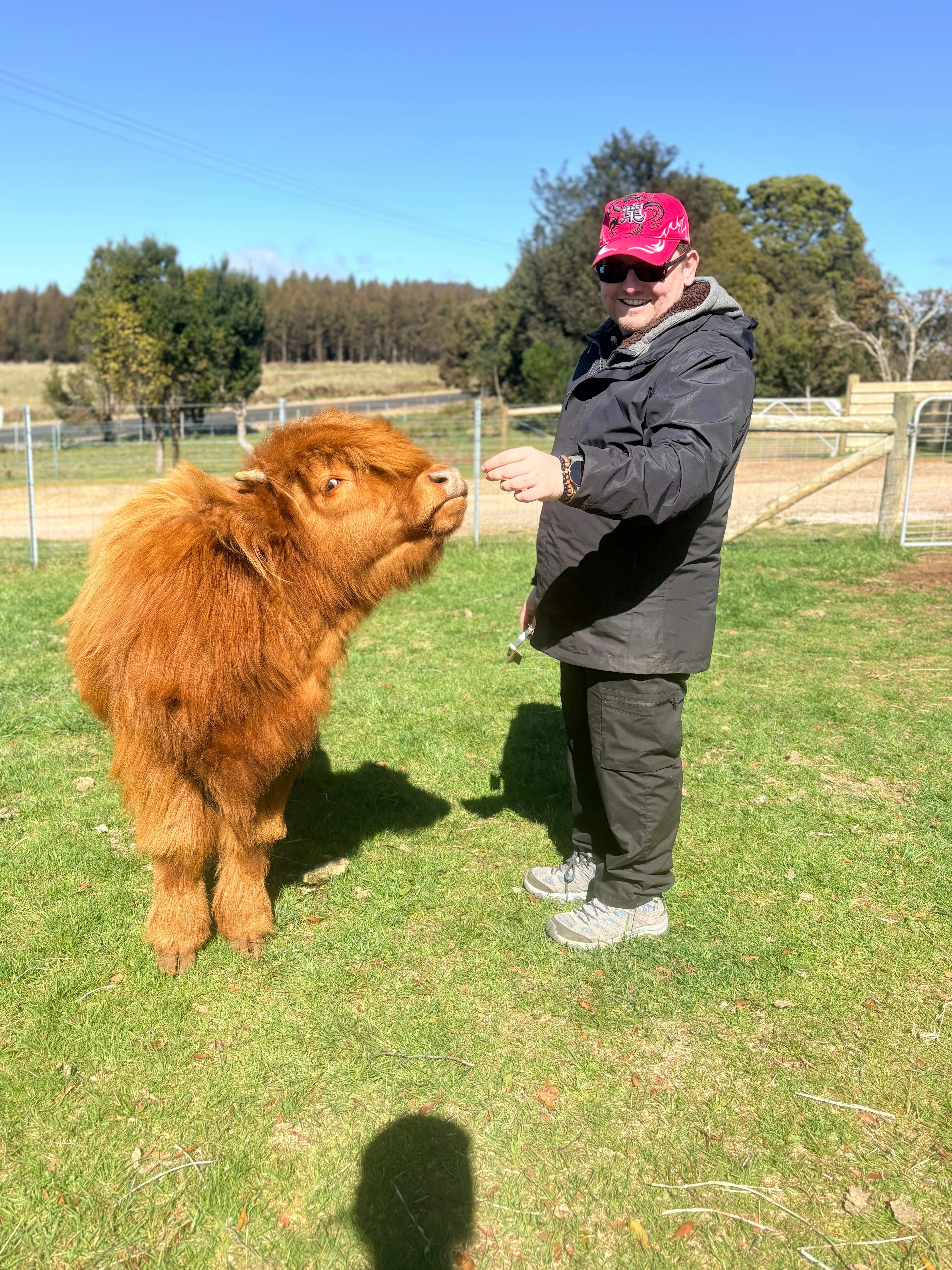 Cradle Mountain Highlands (Highland Cow Experiences)