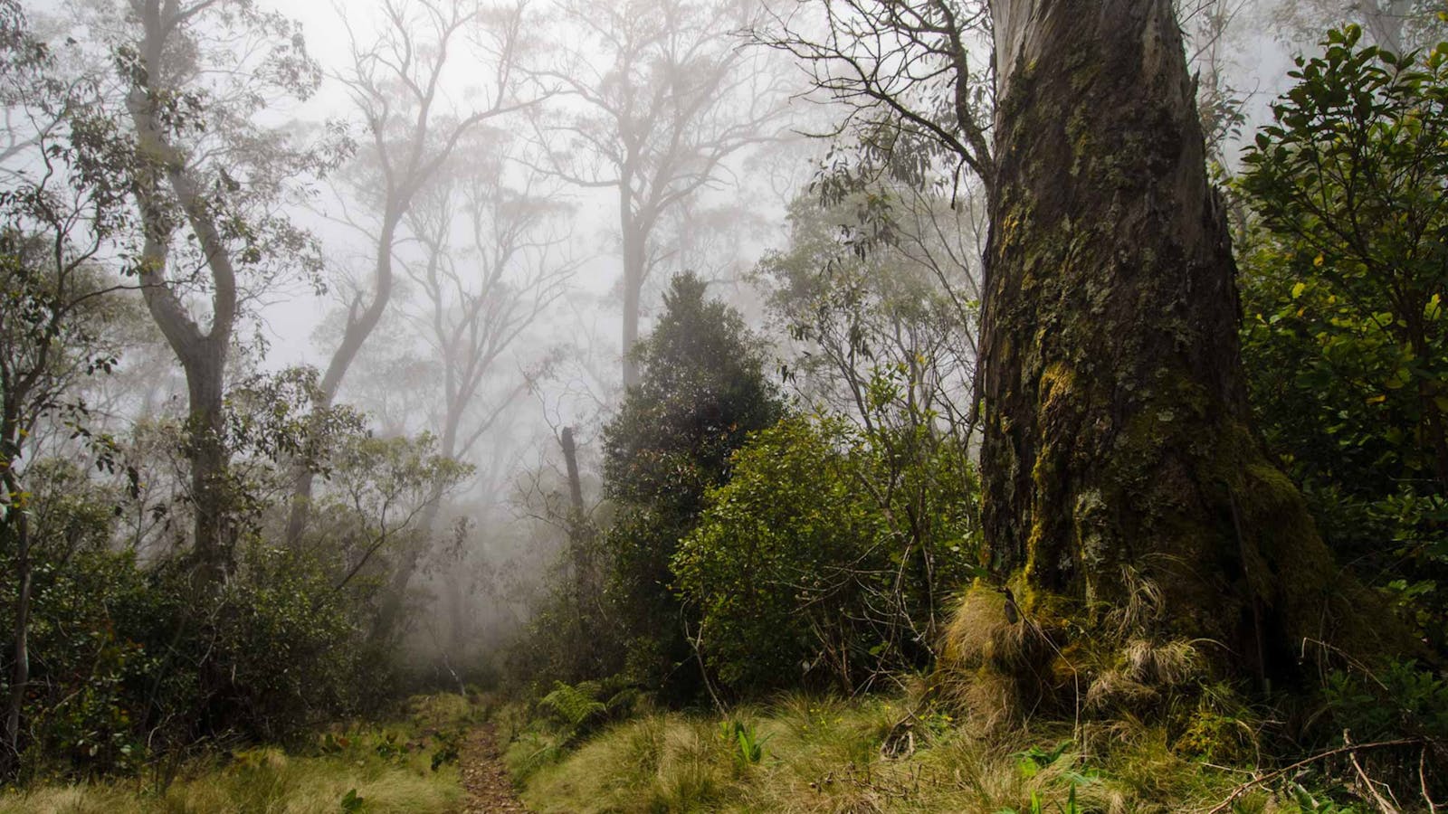 Careys Peak Walking Track