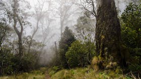 Careys Peak Walking Track