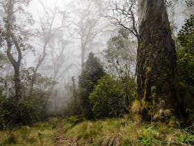 Careys Peak Walking Track