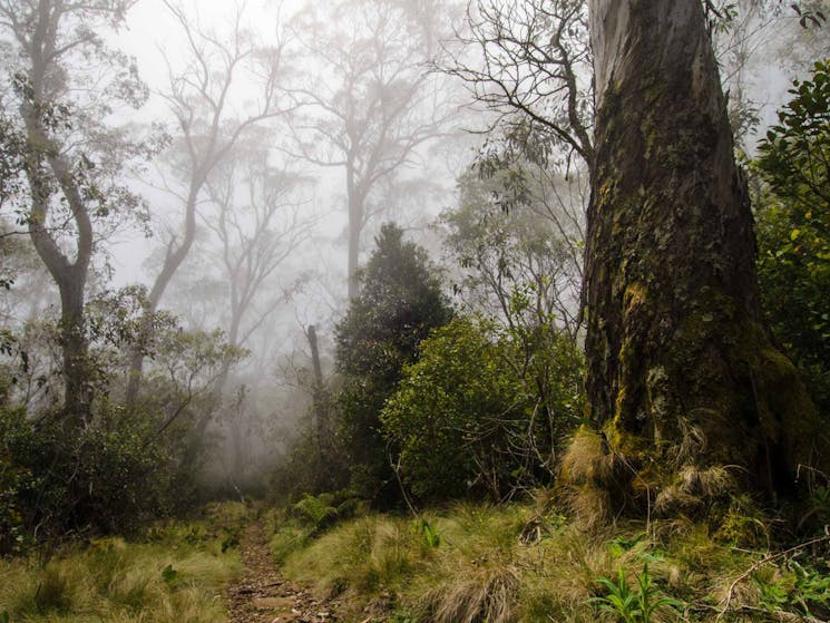 Careys Peak trail, Barrington Tops National Park. Photo: John Spencer/NSW Government