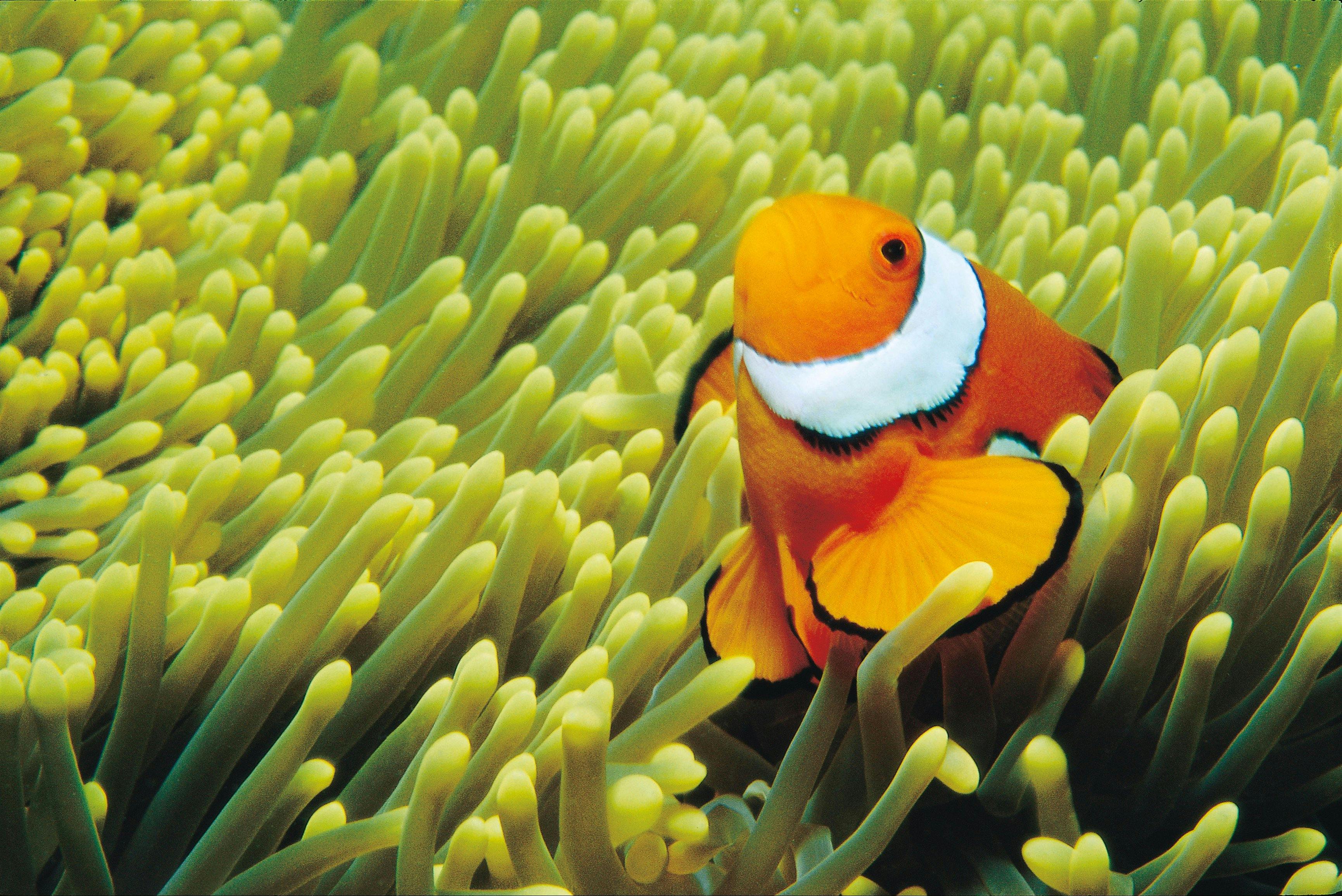 Hardy Reef