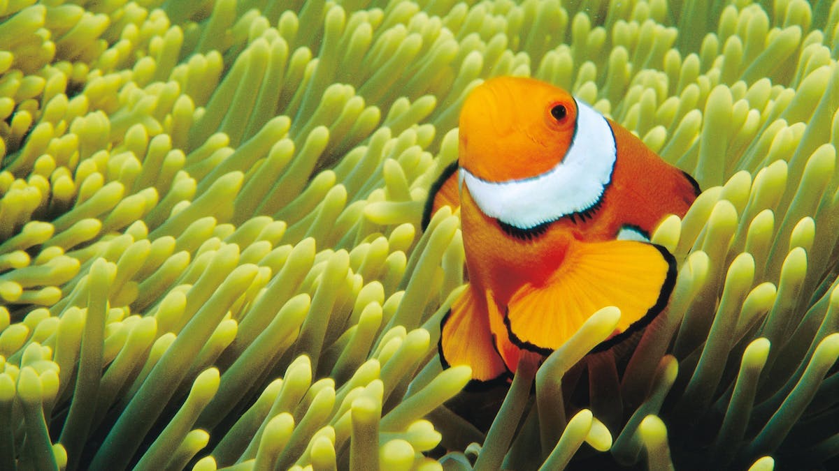 Closeup photo of a bright orange color clown fish among the yellow