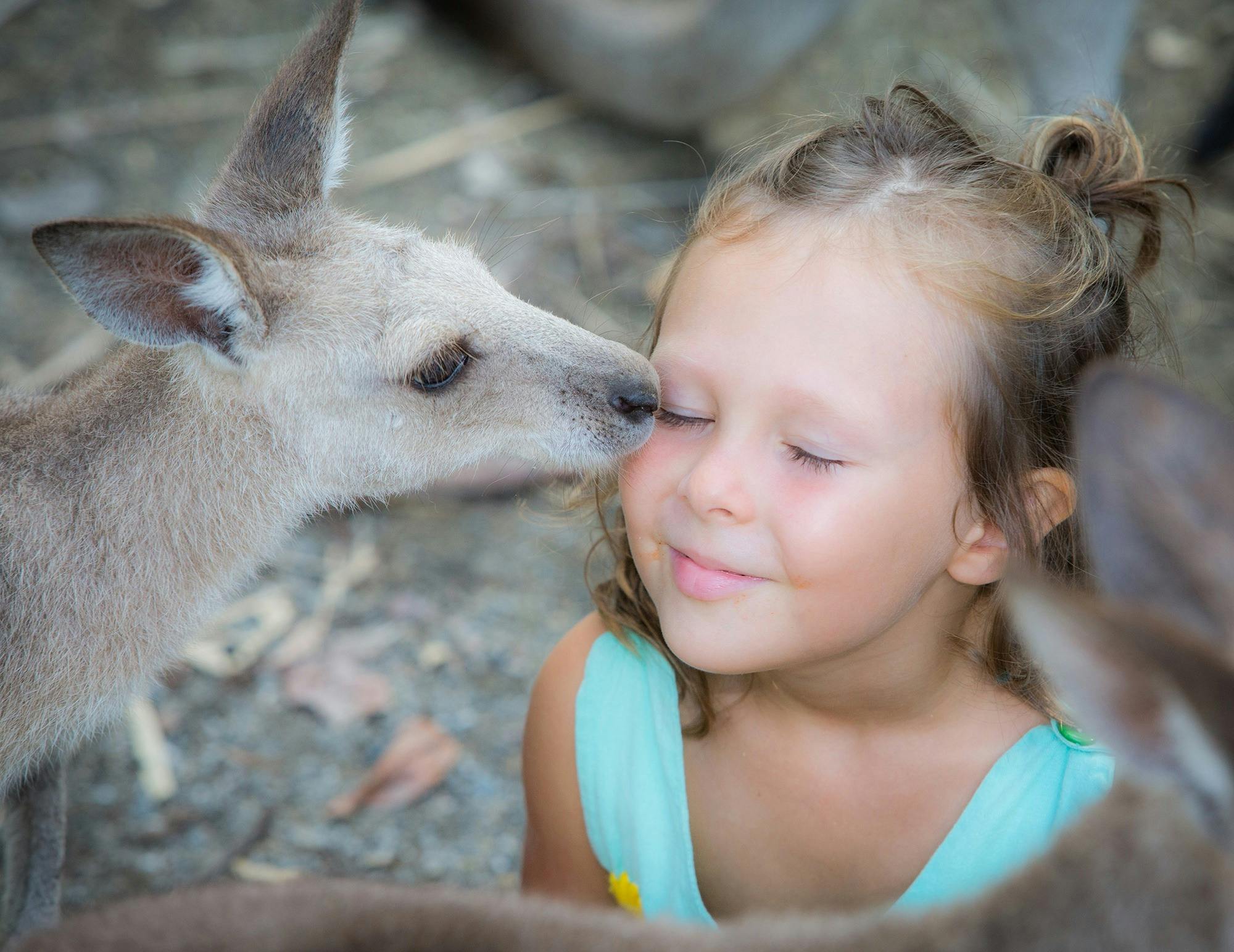 Handfeed the Kanagroos and Wallabies