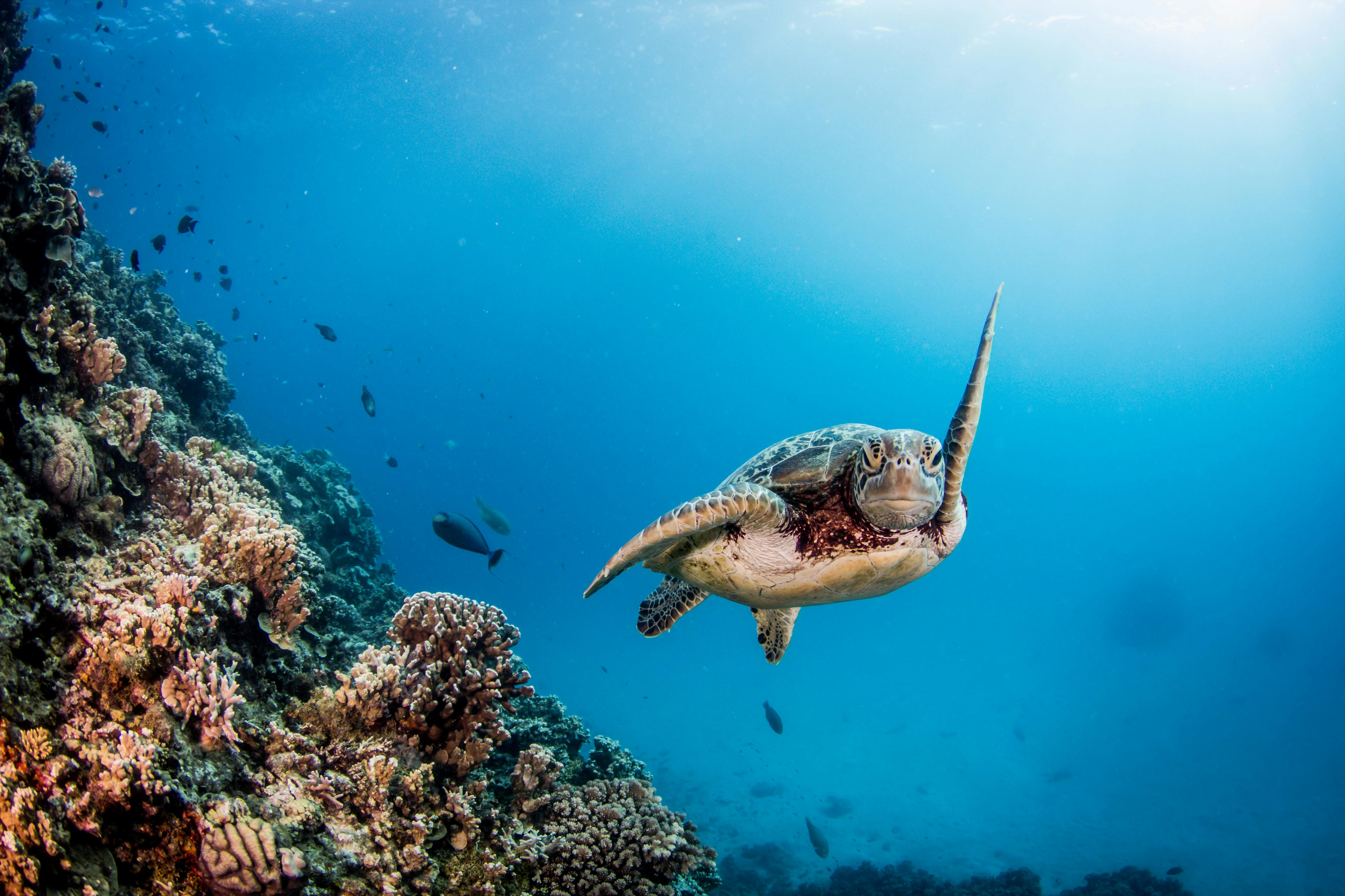 photo of a turtle in the ocean with a wall of coral on one side