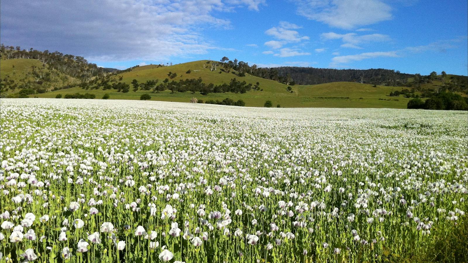 Tasmanian Poppy flowers