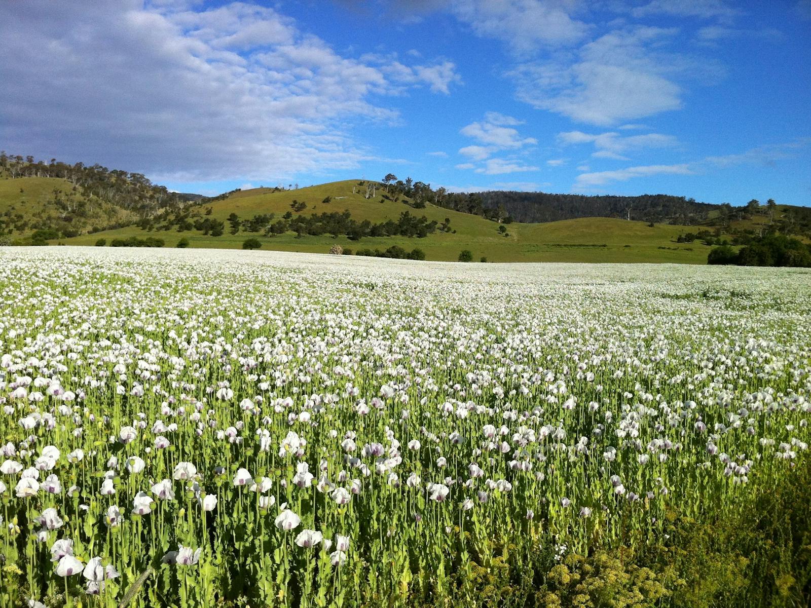 Tasmanian Poppy flowers