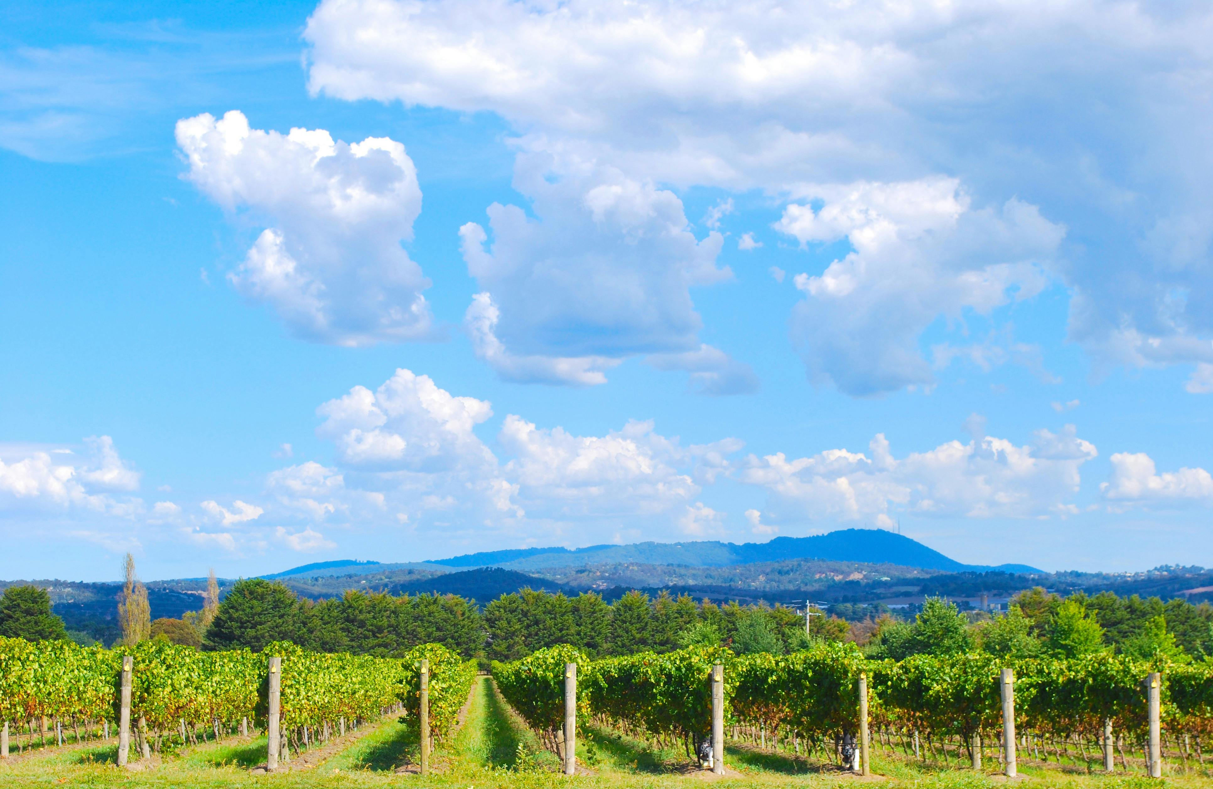 Yarra Valley Winery