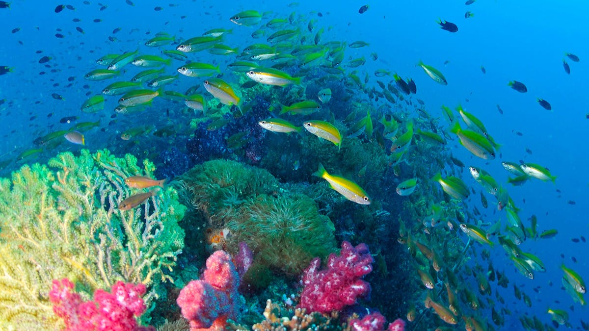Beautiful corals