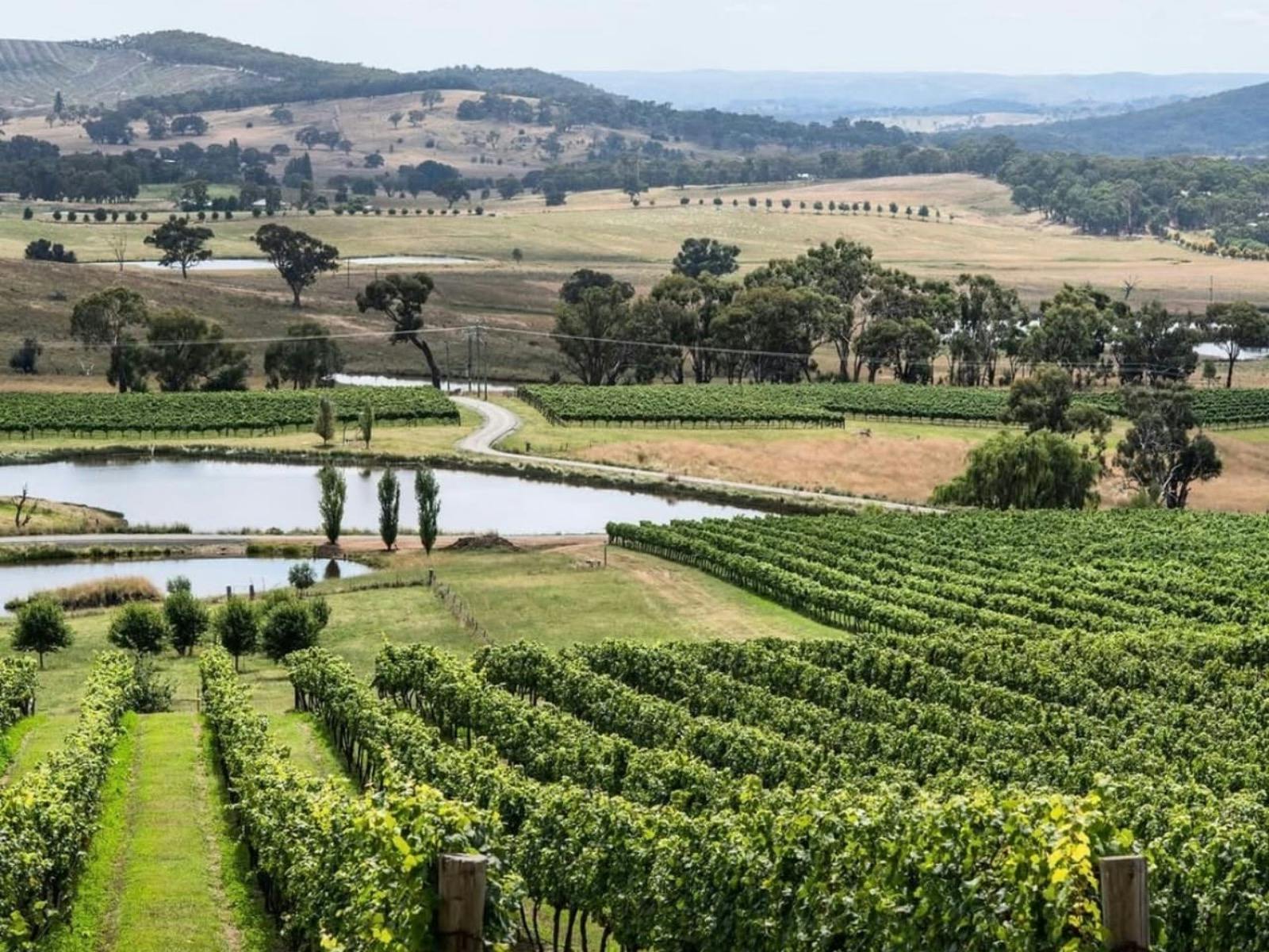 Mayfield Vineyard, Orange NSW