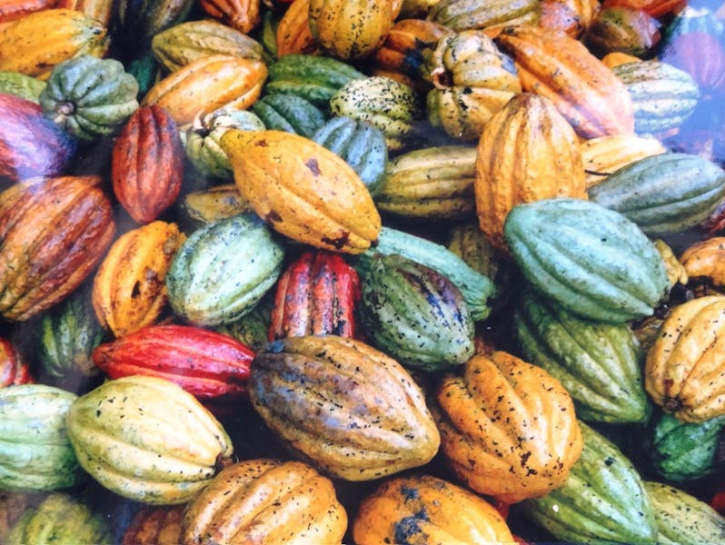 The colours or cacao pods