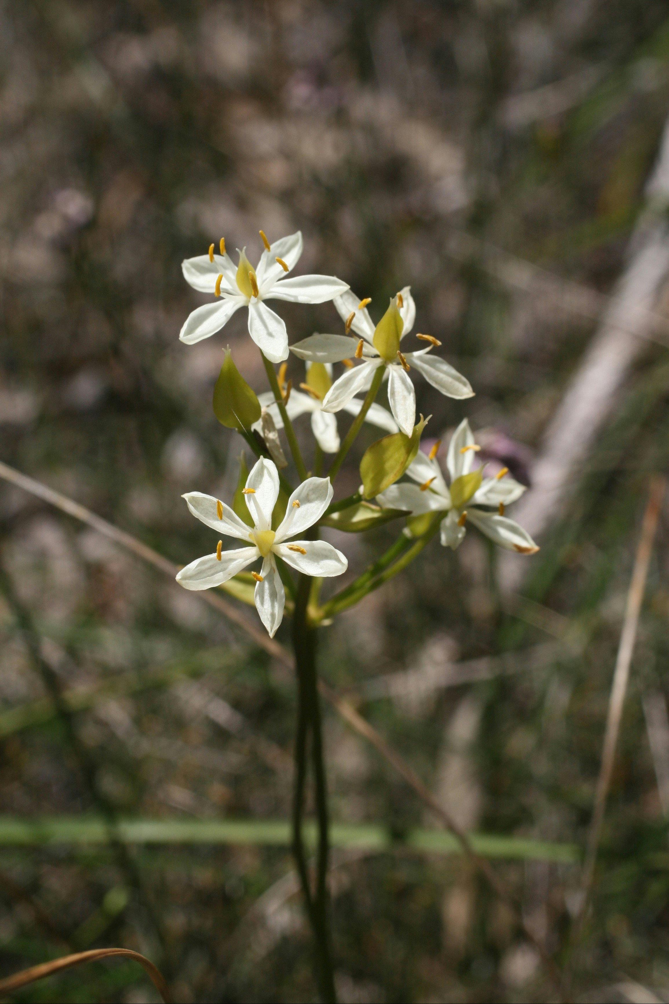 Everlastings Wildflower Trail, New Norcia, Western Australia