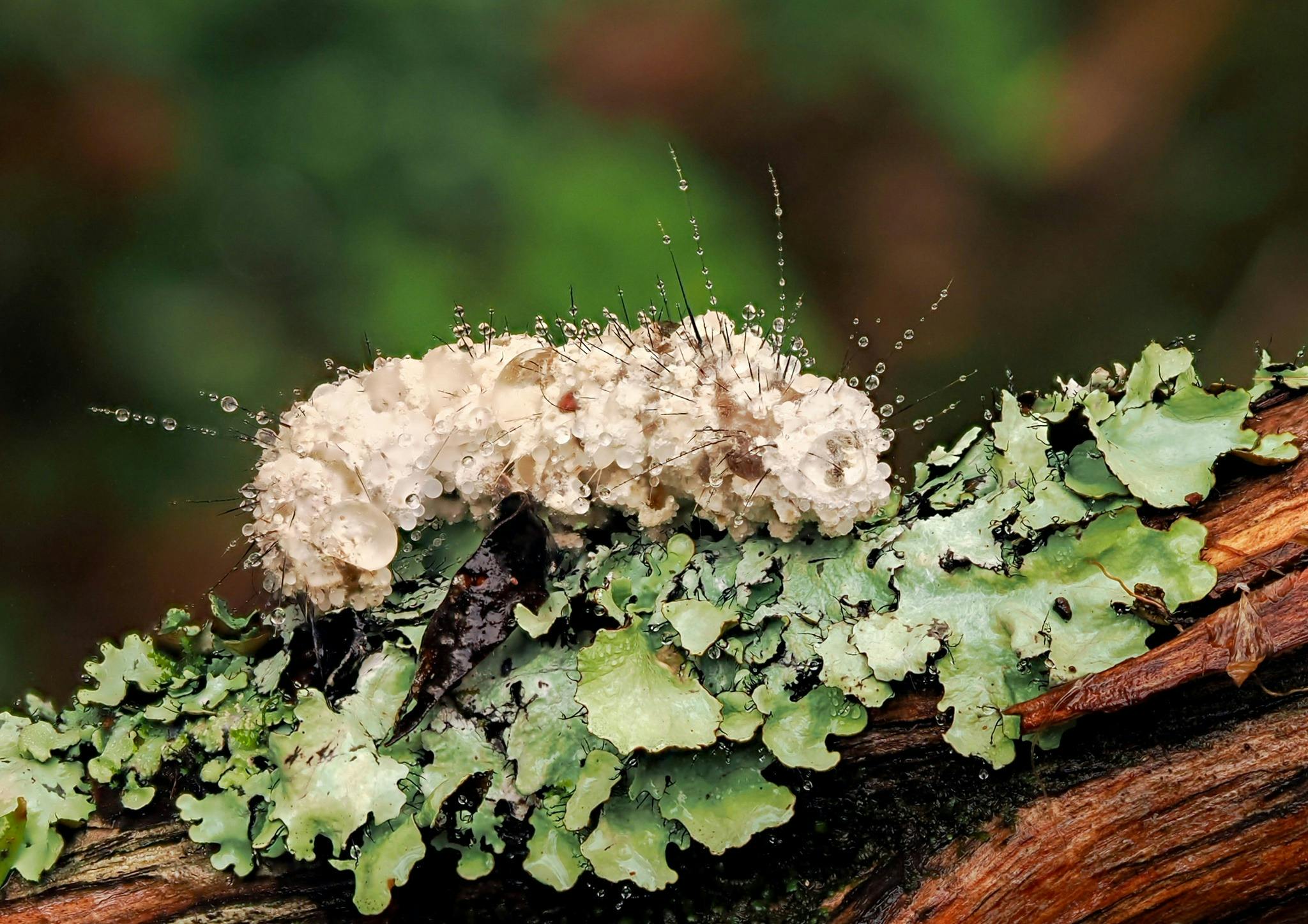 Catepillar crawling across liuchen on a branch