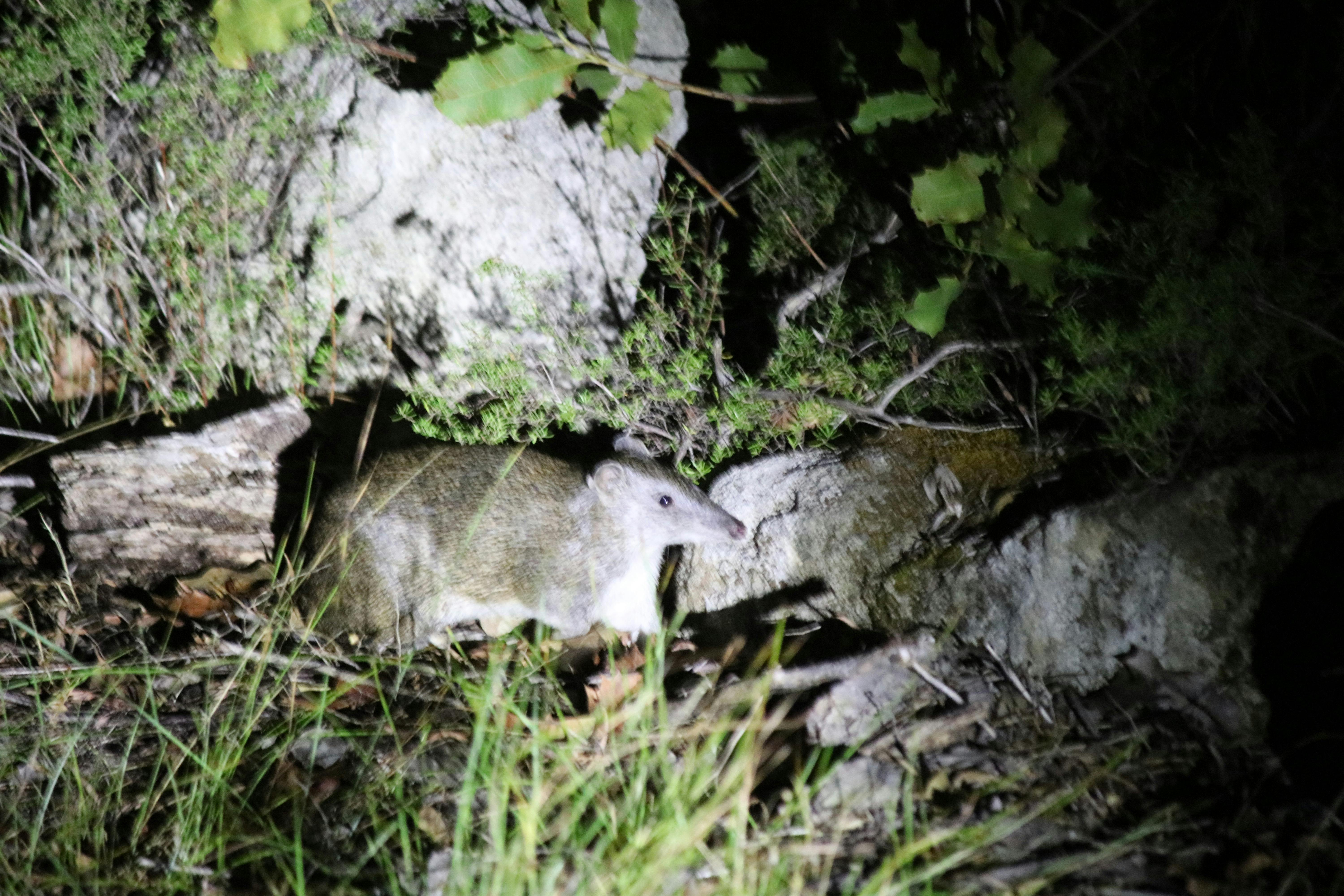 A brown bandicoot at night