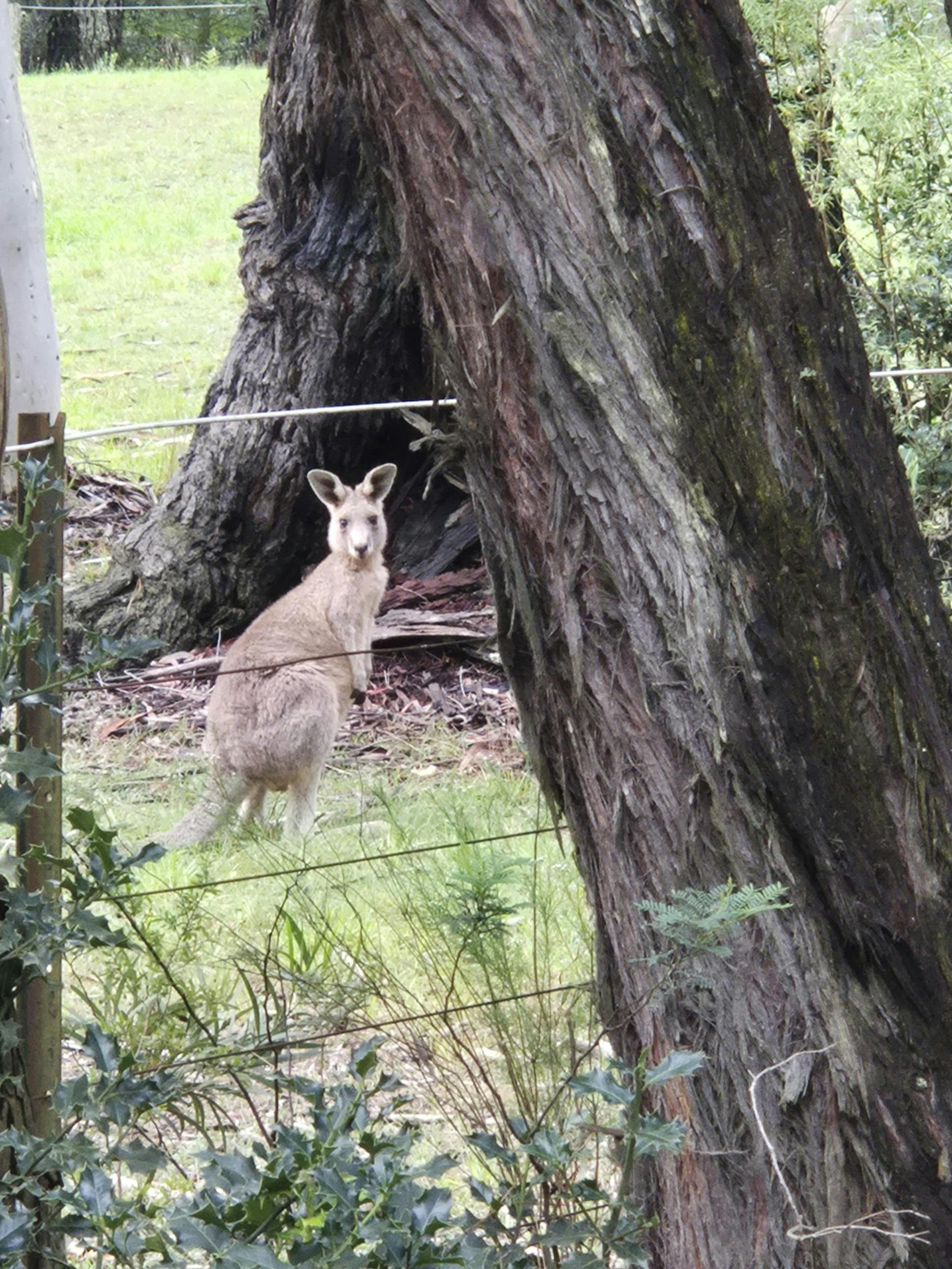 Wild kangaroo between two trees