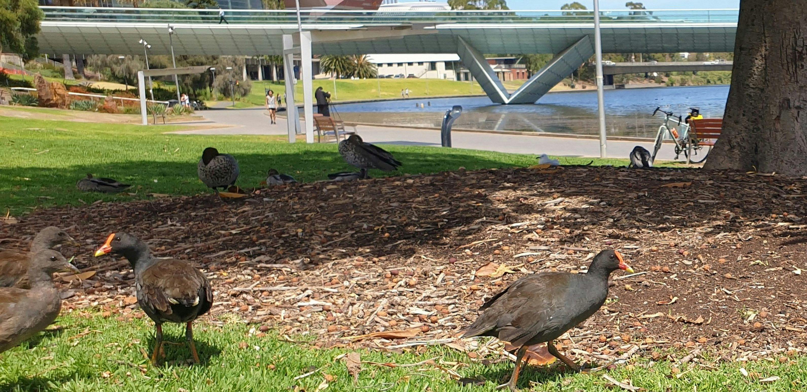 Elder Park (Park 26)