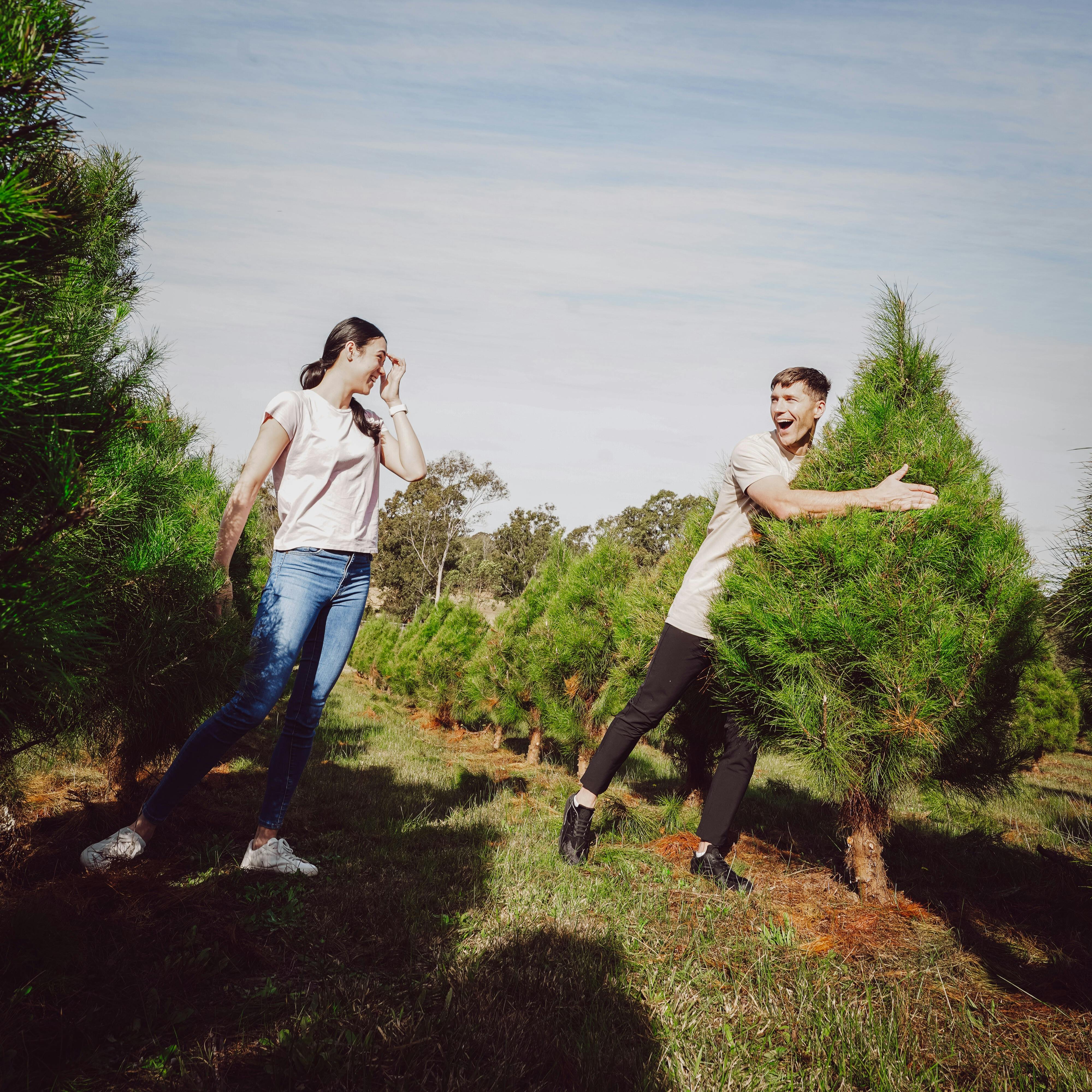 Luddenham Christmas Tree Farm - Pick Your Perfect Tree  - Close to Sydney NSW