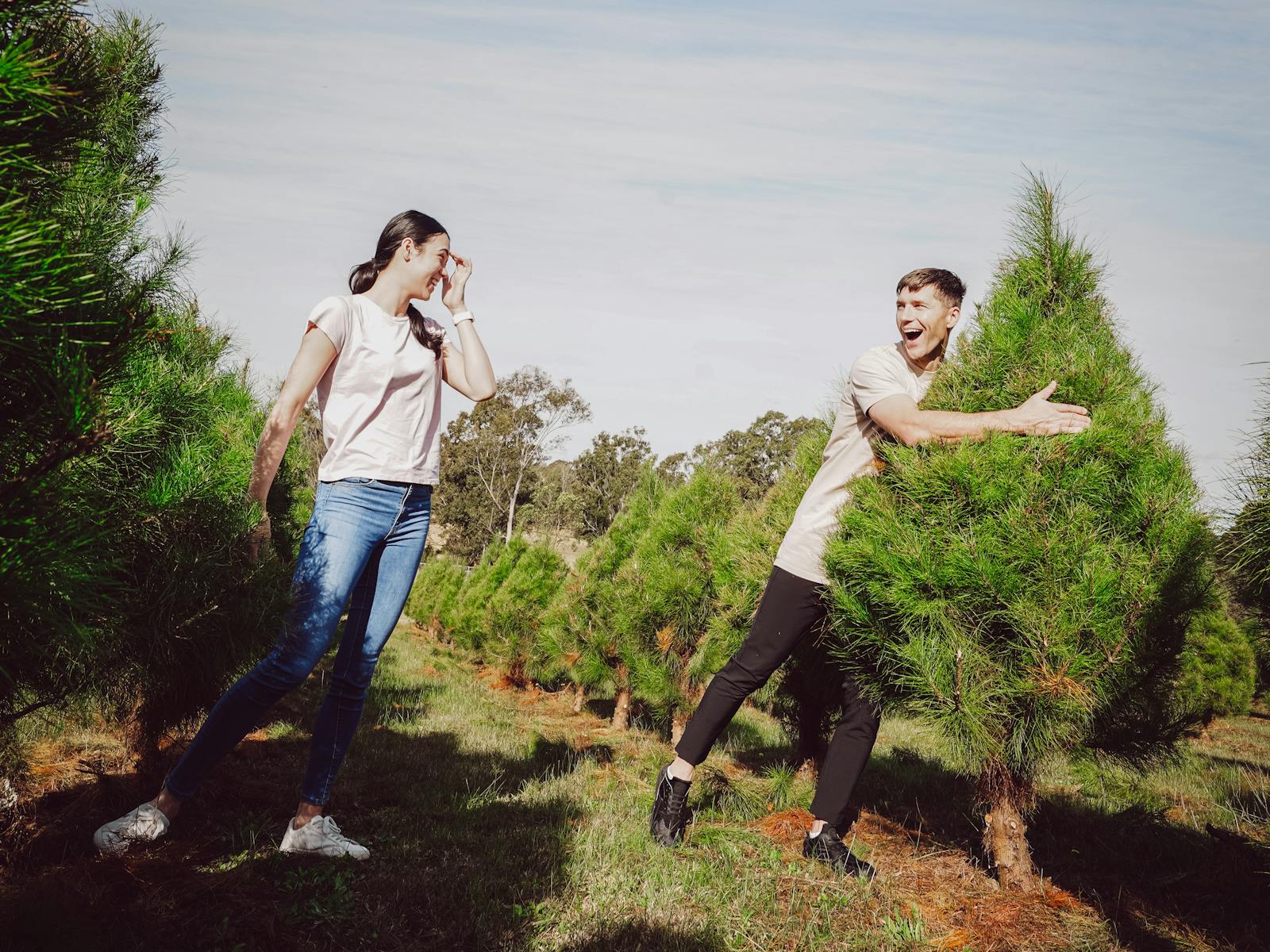 Luddenham Christmas Tree Farm - Pick Your Perfect Tree  - Close to Sydney NSW