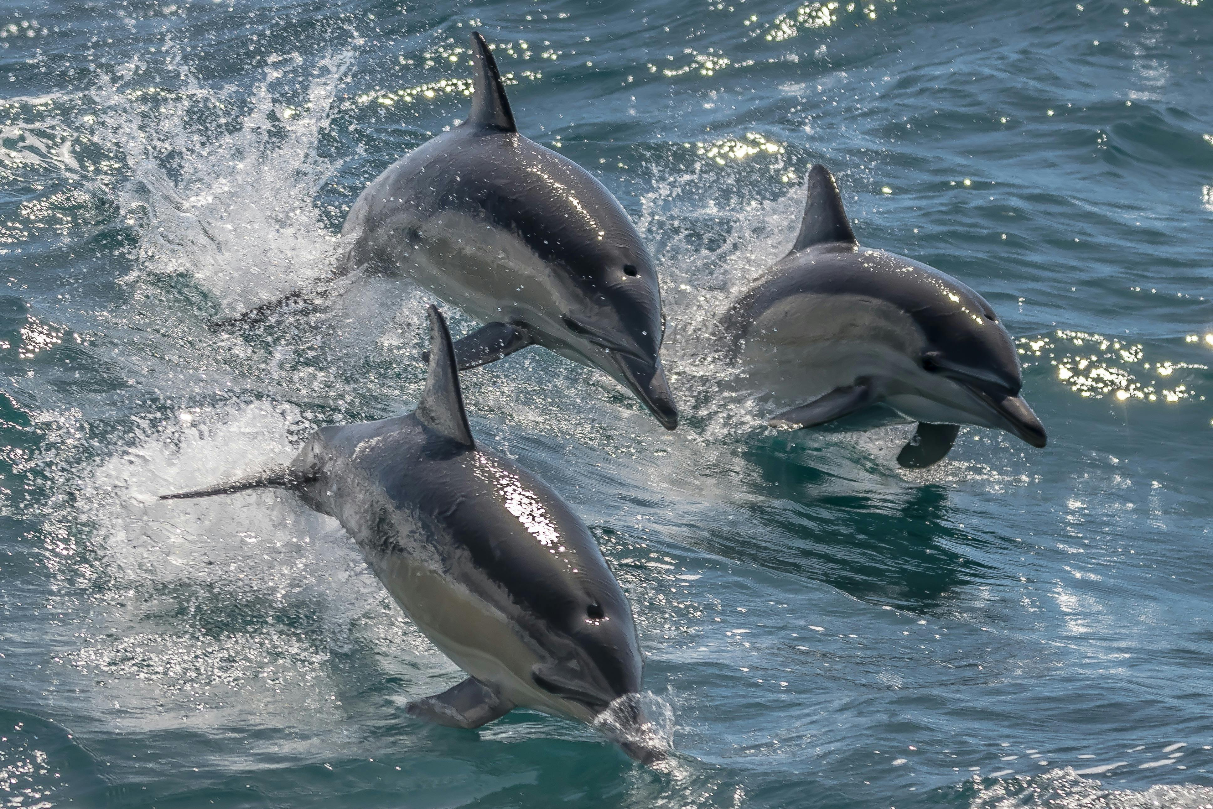 Watch dolphins play in the waters around Boiling Pot and Dolphin Point.