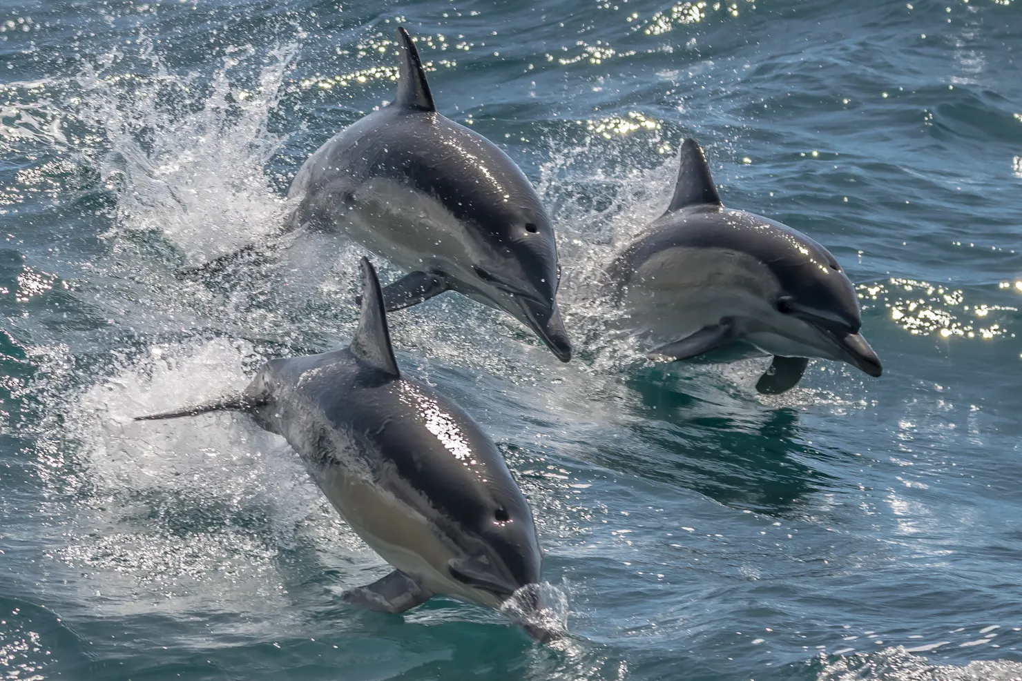 Spot dolphins playing in the waters around Noosa National Park